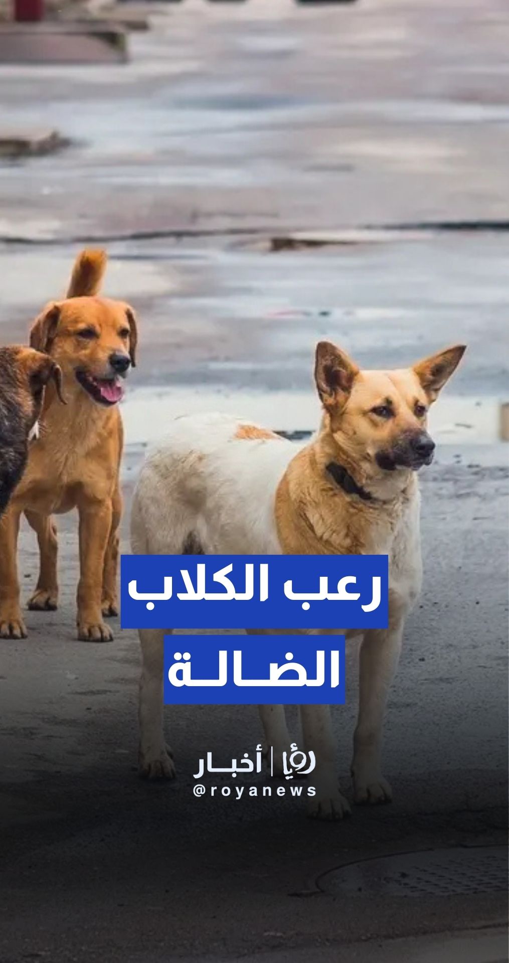 كلاب ضالة تعترض طلاب مدرسة في مادبا