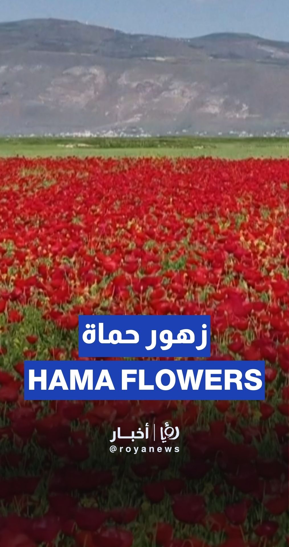 لقطات جوية تُظهر حقول زهور شقائق النعمان الحمراء في حماة السورية