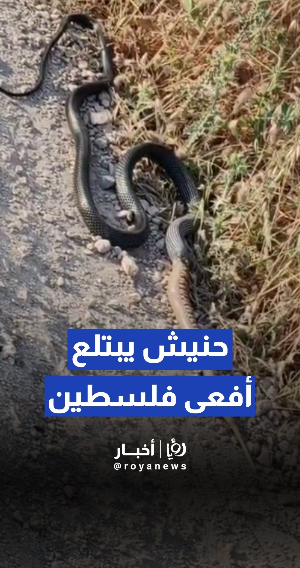 حنيش يبتلع أفعى فلسطين السامة في إربد