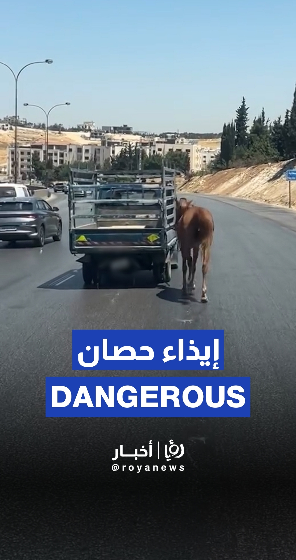 سائق يجر حصانًا بمركبته وسط الطريق