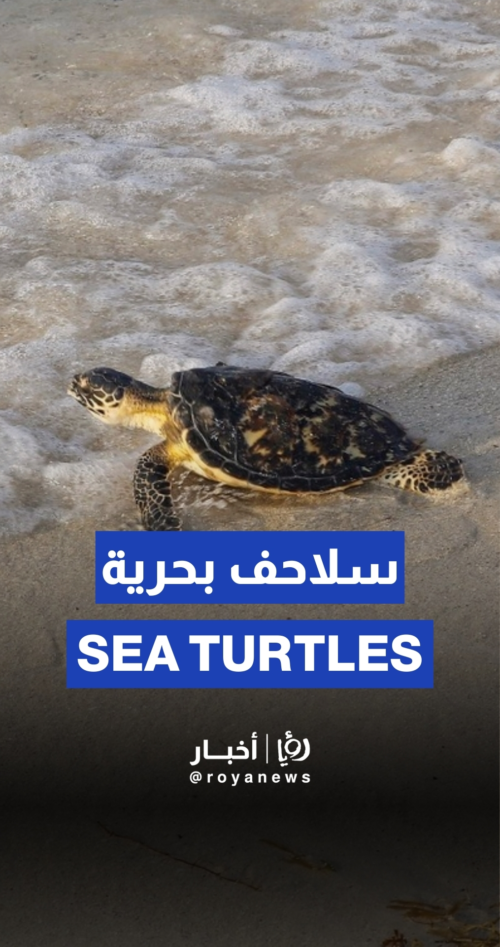 إطلاق سراح سلاحف بحرية في يوم التنظيف العالمي