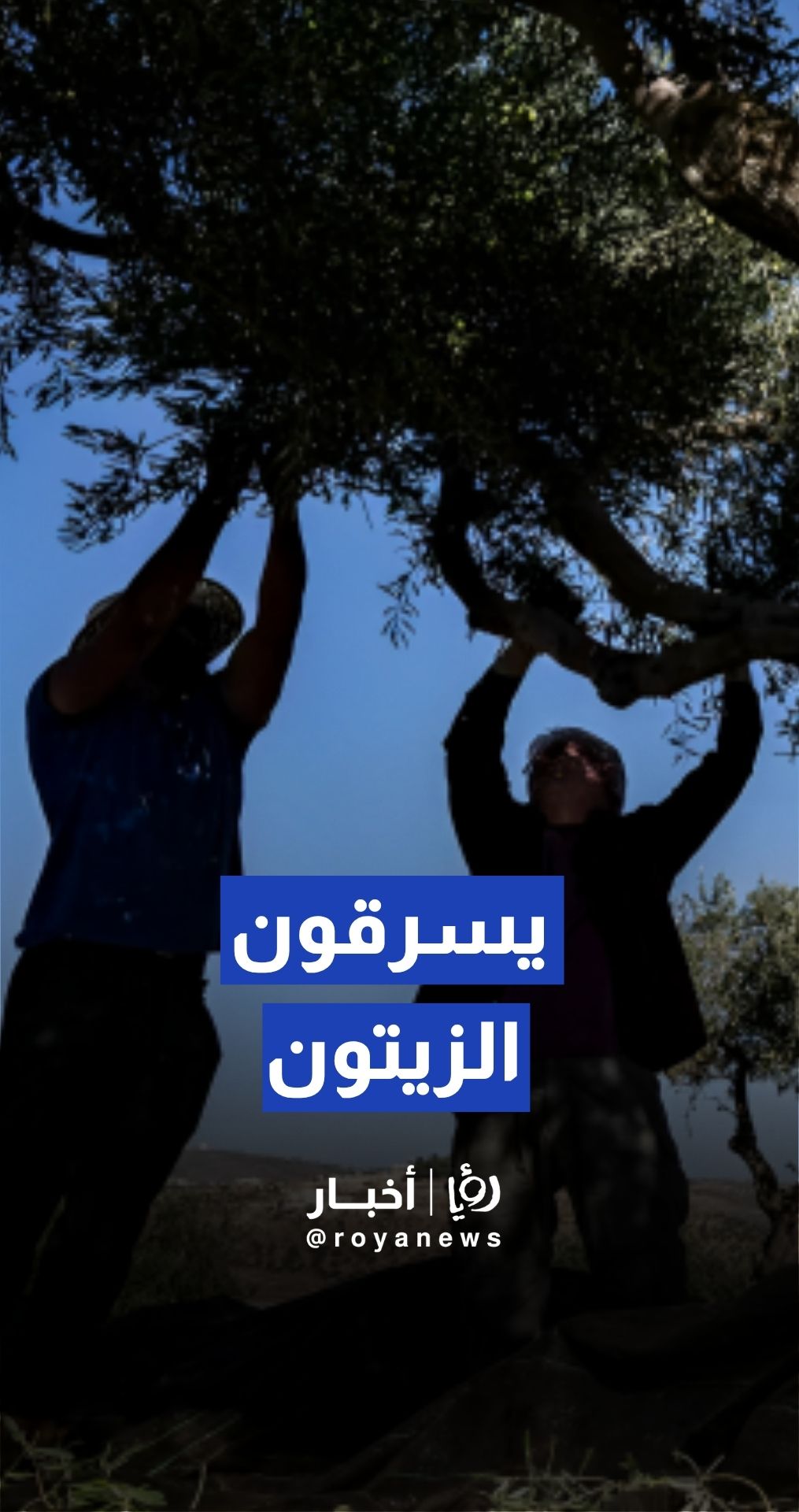 مستوطنون يسرقون الزيتون من أراضي المزارعين في منطقة "قرقفة" في نابلس بالضفة الغربية