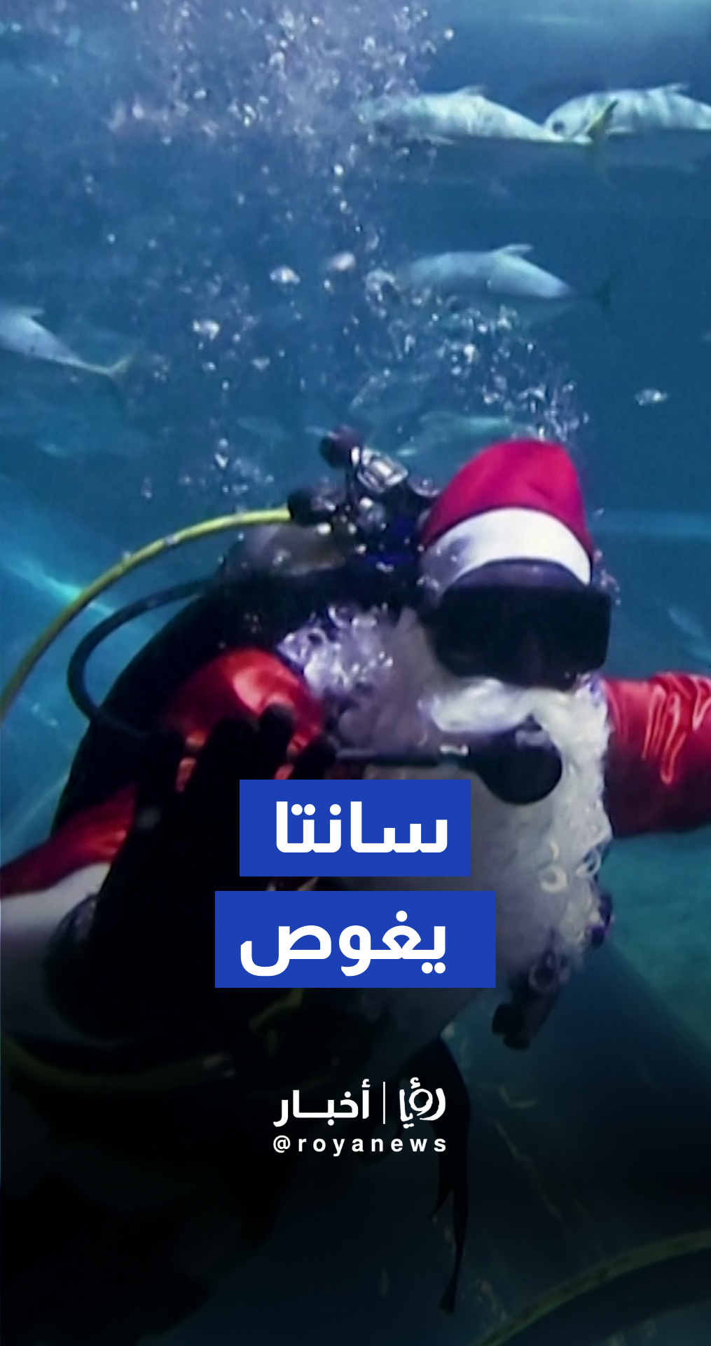 سانتا كلوز يغوص مع القروش في أكواريوم ريو