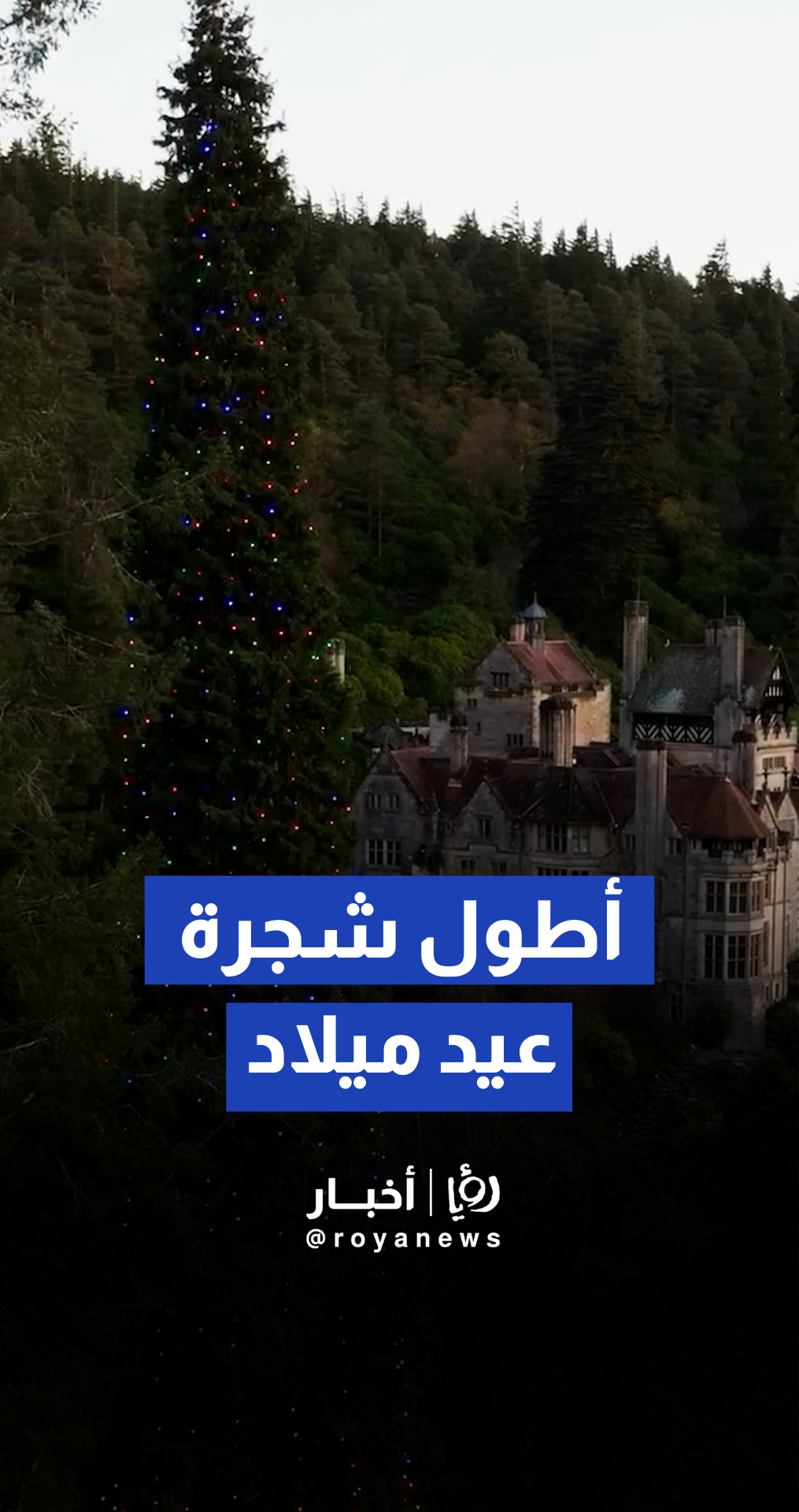 شجرة عيد ميلاد في نورثمبرلاند تسجل رقما قياسيا بارتفاع 44.7 مترا