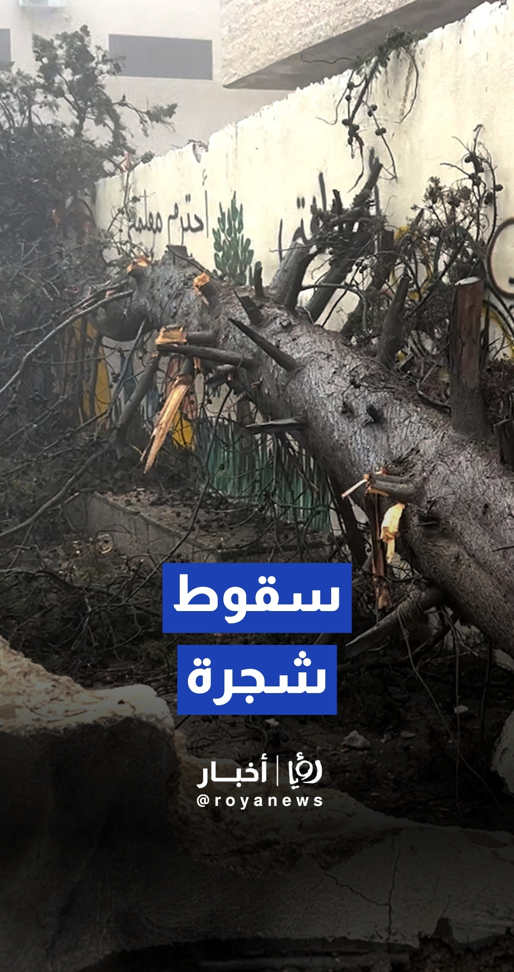 سقوط شجرة فوق سور مدرسة في محافظة عجلون