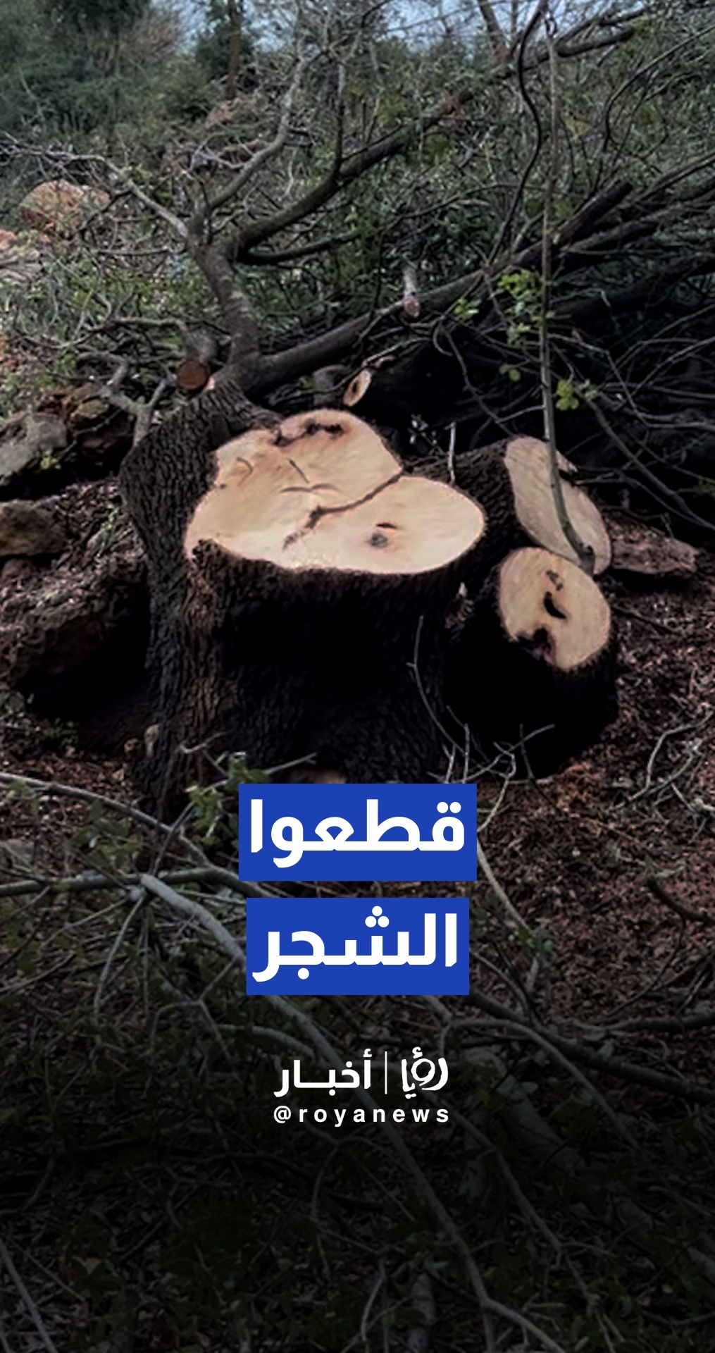 اعتداء على أشجار معمرة ونادرة في عجلون تزامنا مع المنخفض الجوي