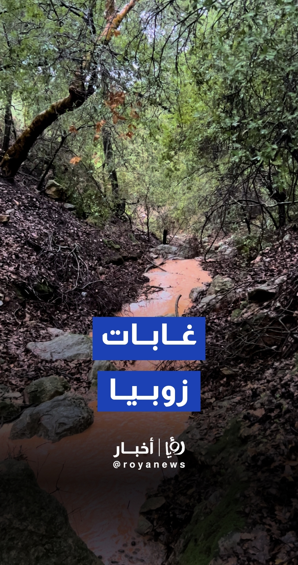 أجواء تأسر القلوب.. جولة ساحرة وسط الأمطار في غابات زوبيا بإربد