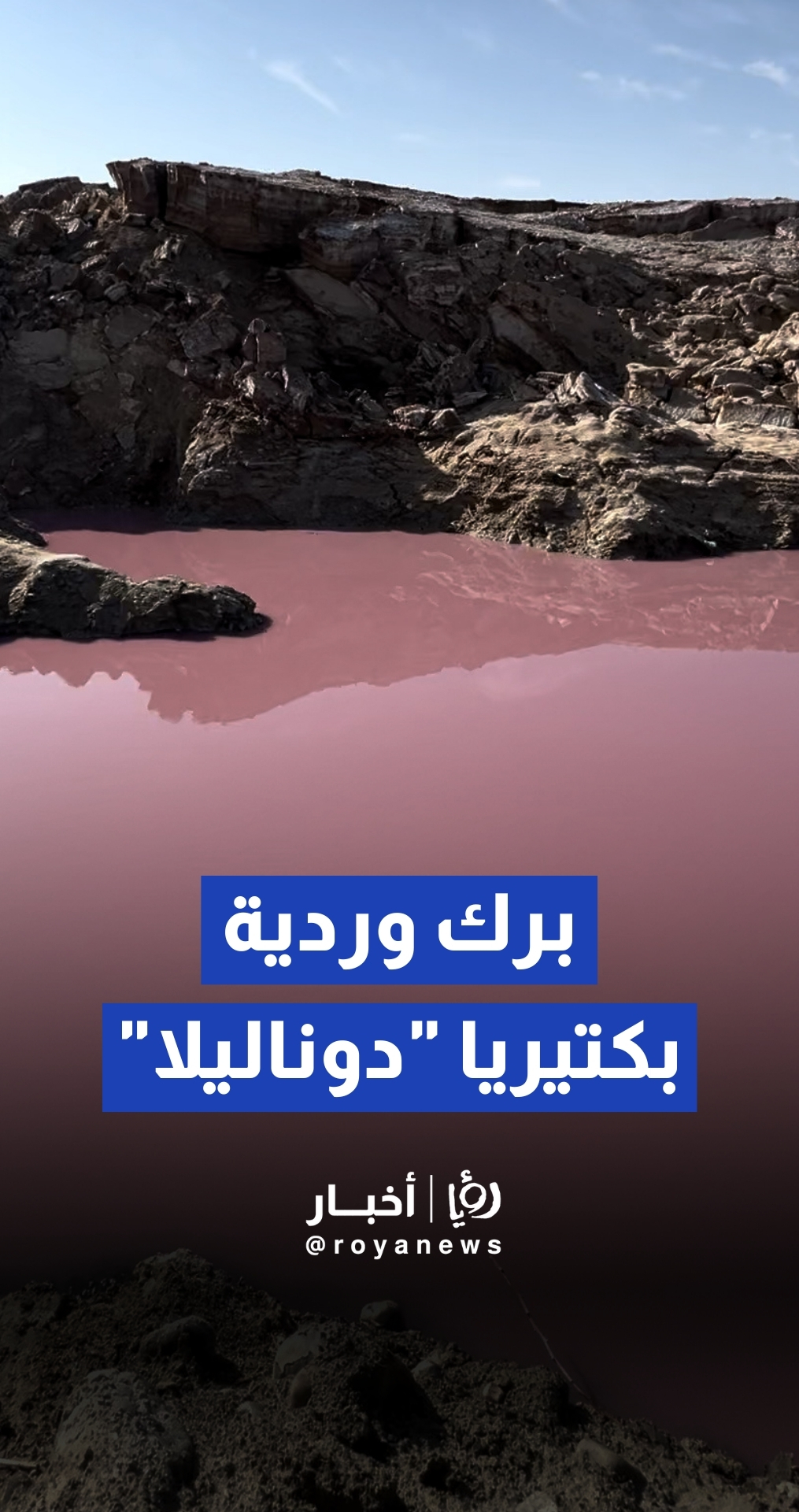 بكتيريا "دوناليلا" ترسم لوحات وردية.. وخبراء يوضحون حقيقة ارتفاع منسوب البحر الميت