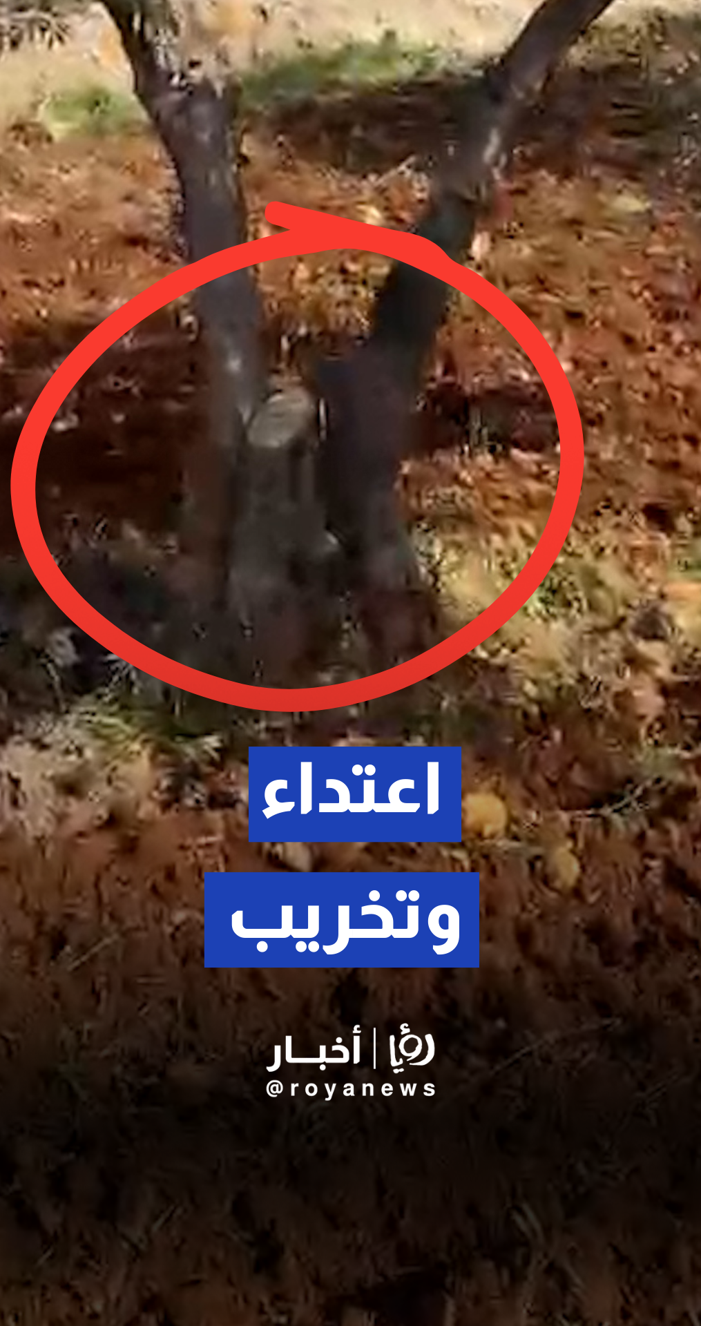 مجهولون يقطعون أشجار مثمرة في أرض زراعية