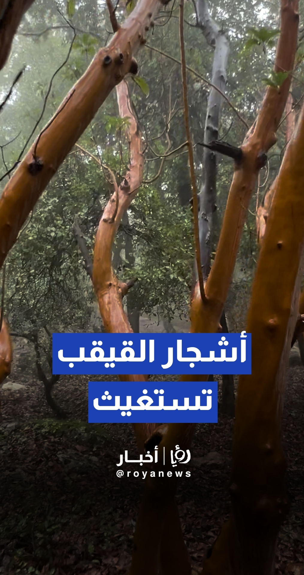 غابات عجلون سحر طبيعي وتنوع حيوي يواجه خطر التحطيب