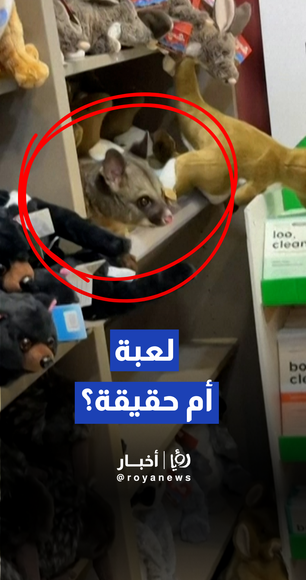 العثور على حيوان "بوسوم" بري داخل متجر هدايا في مطار هوبارت الأسترالي