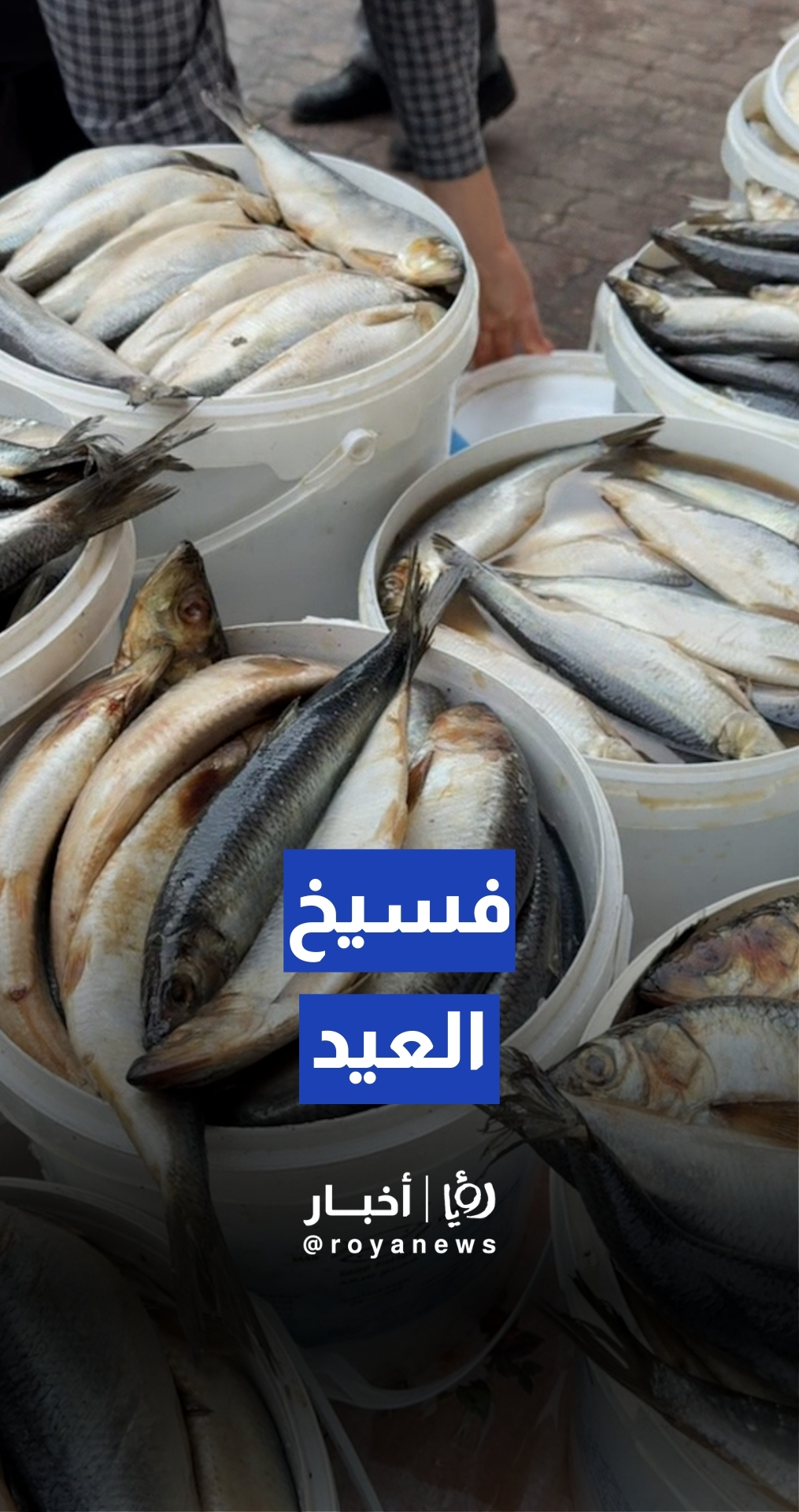 الفسيخ نجم موائد العيد في الأردن