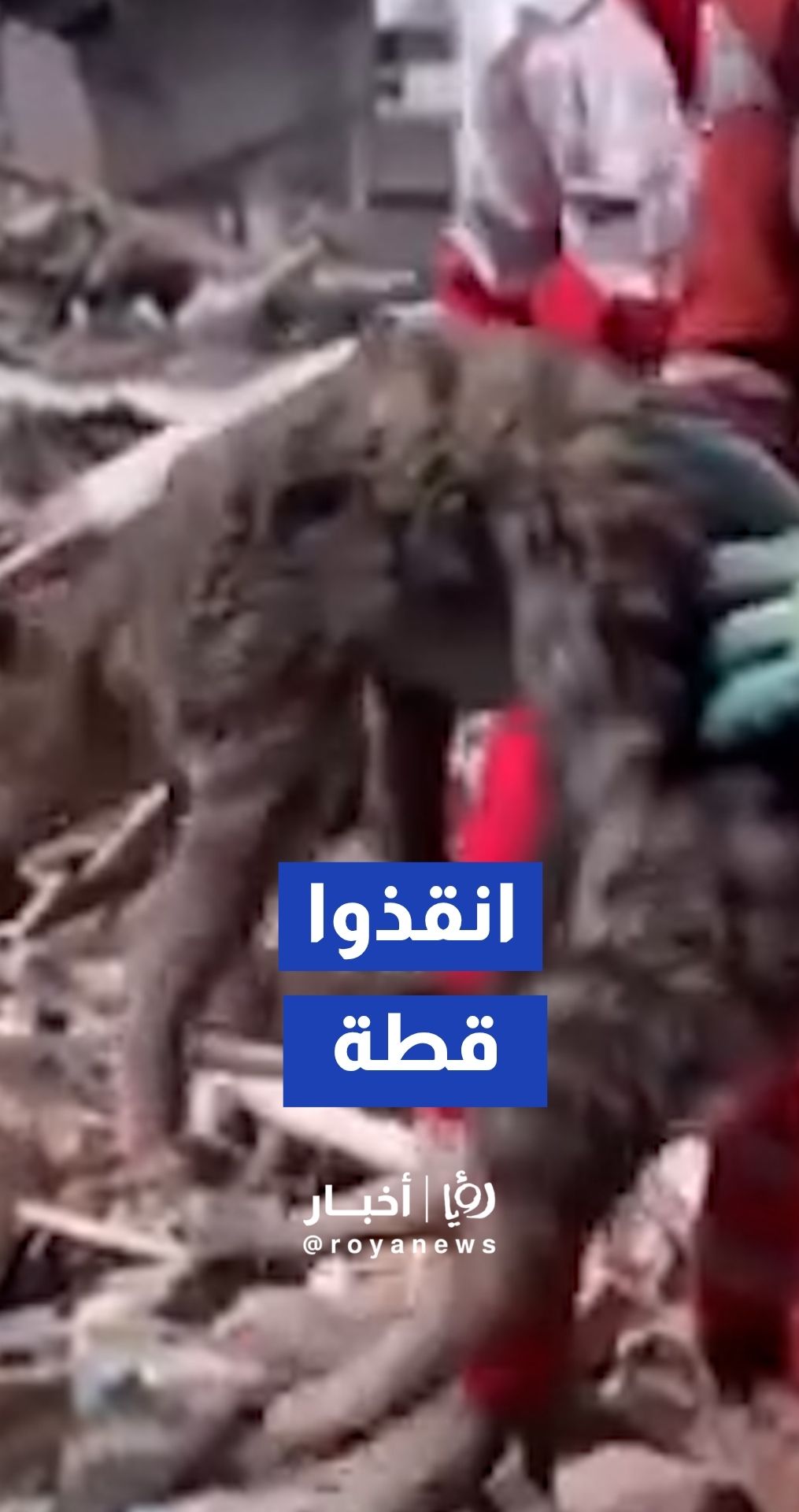 الهلال الأحمر الإيراني في بوشهر ينجح في إخراج قطة حية من تحت الأنقاض