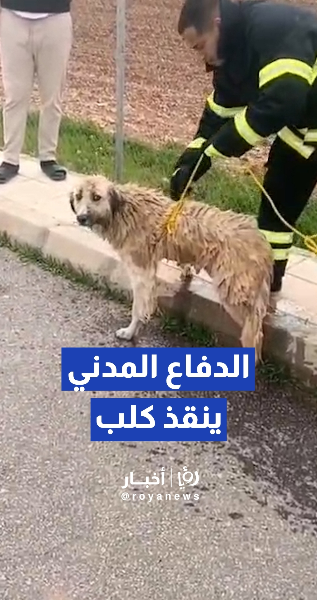 كوادر الدفاع المدني تنقذ "كلبا" سقط داخل منهل مكشوف على طريق المطار