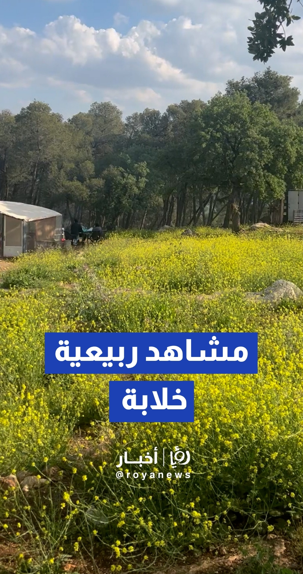 "ربيع أبو السوس يخطف الأنظار".. وتنعش المتنزهين في عطلة نهاية الأسبوع