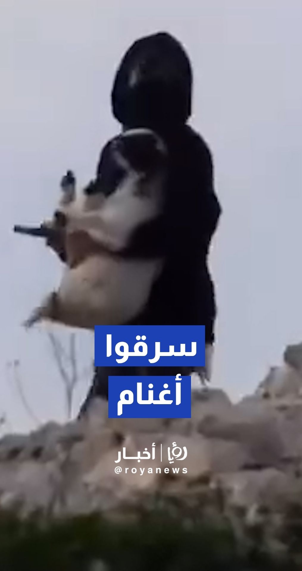 مستوطنون يهاجمون قرية طوبا بمسافر يطا ويسرقون خمسة أغنام