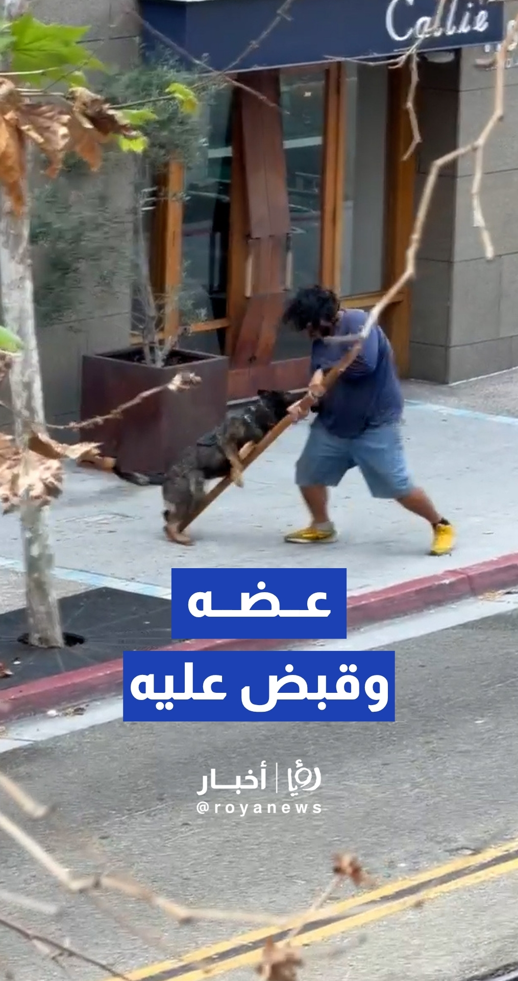 كلب بوليسي يلقي القبض على مشتبه به مسلح في وسط مدينة سان دييغو