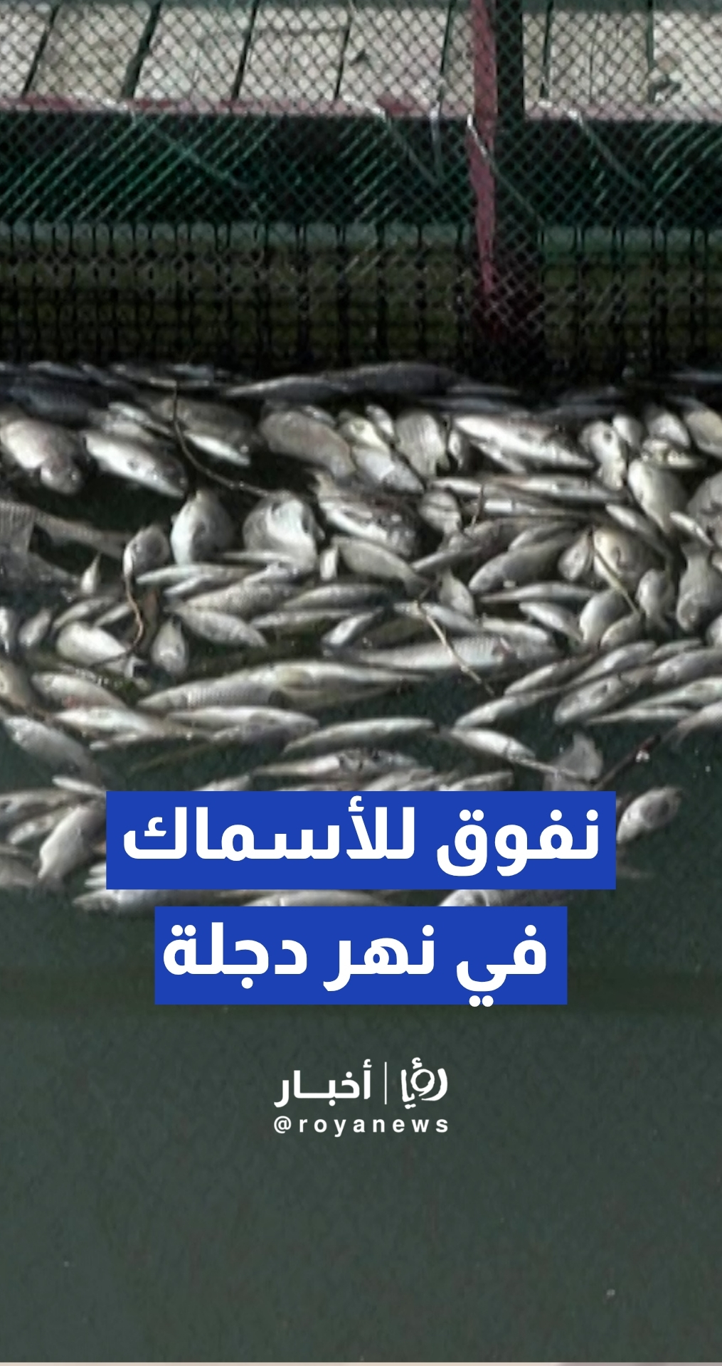 التلوث يقضي على الثروة السمكية في العراق ويغرق المزارعين في الديون