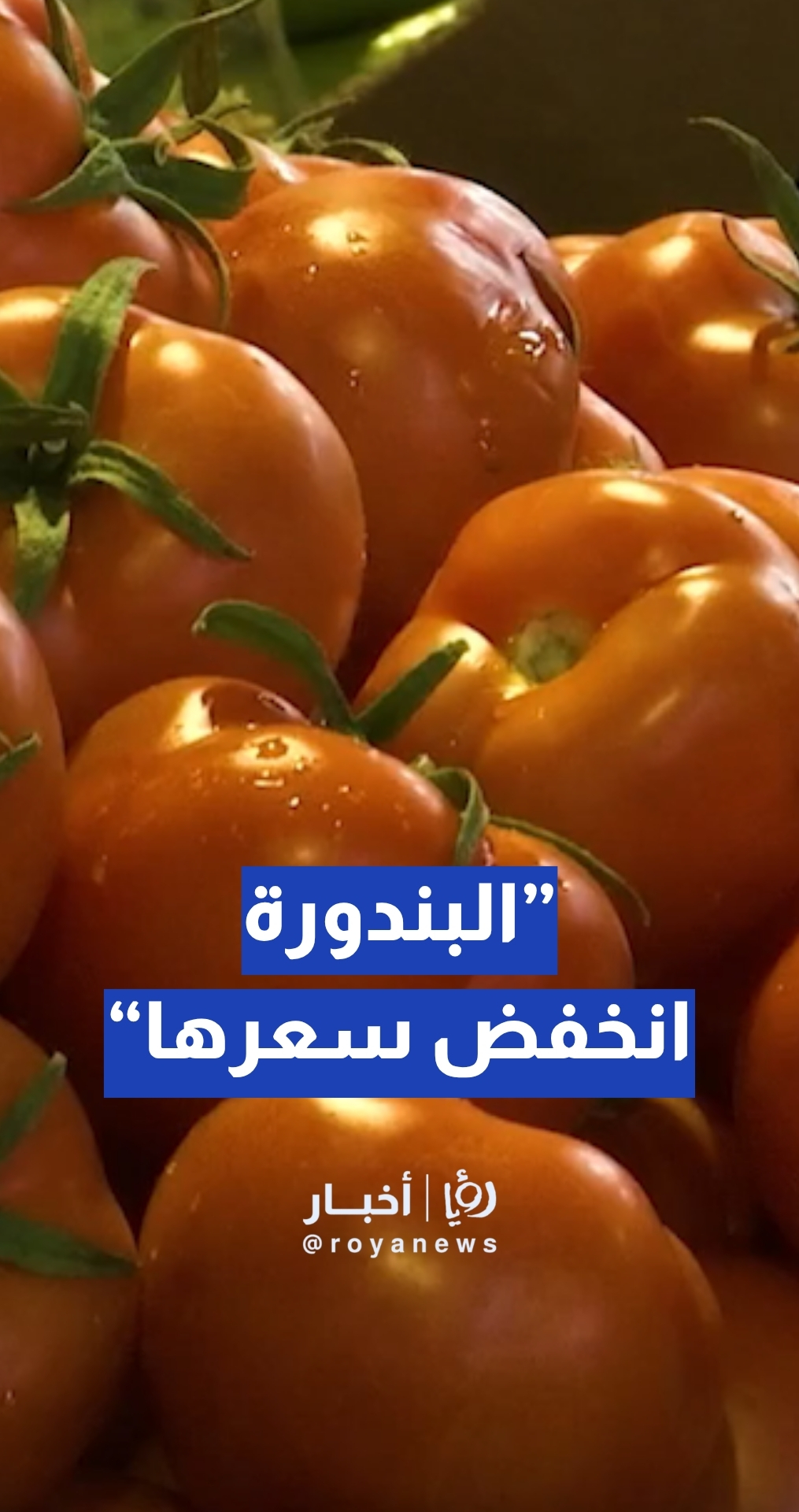 حجات: انخفض سعر البندورة لكنها ما زالت فوق القدرة الشرائية لأغلب المواطنين