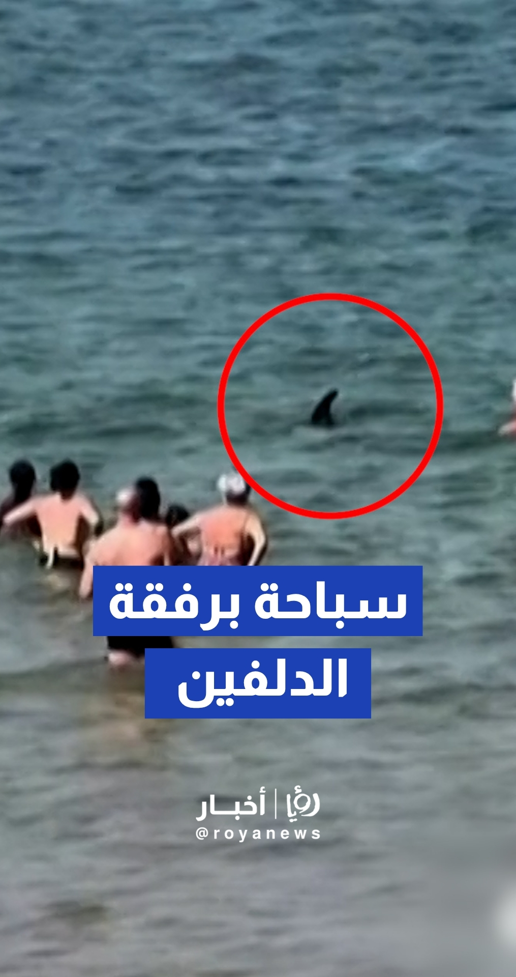 رفيقة السباحين.. دلفين "ودودة" تسرق الأنظار في خليج "سان جان دو لوز" بفرنسا