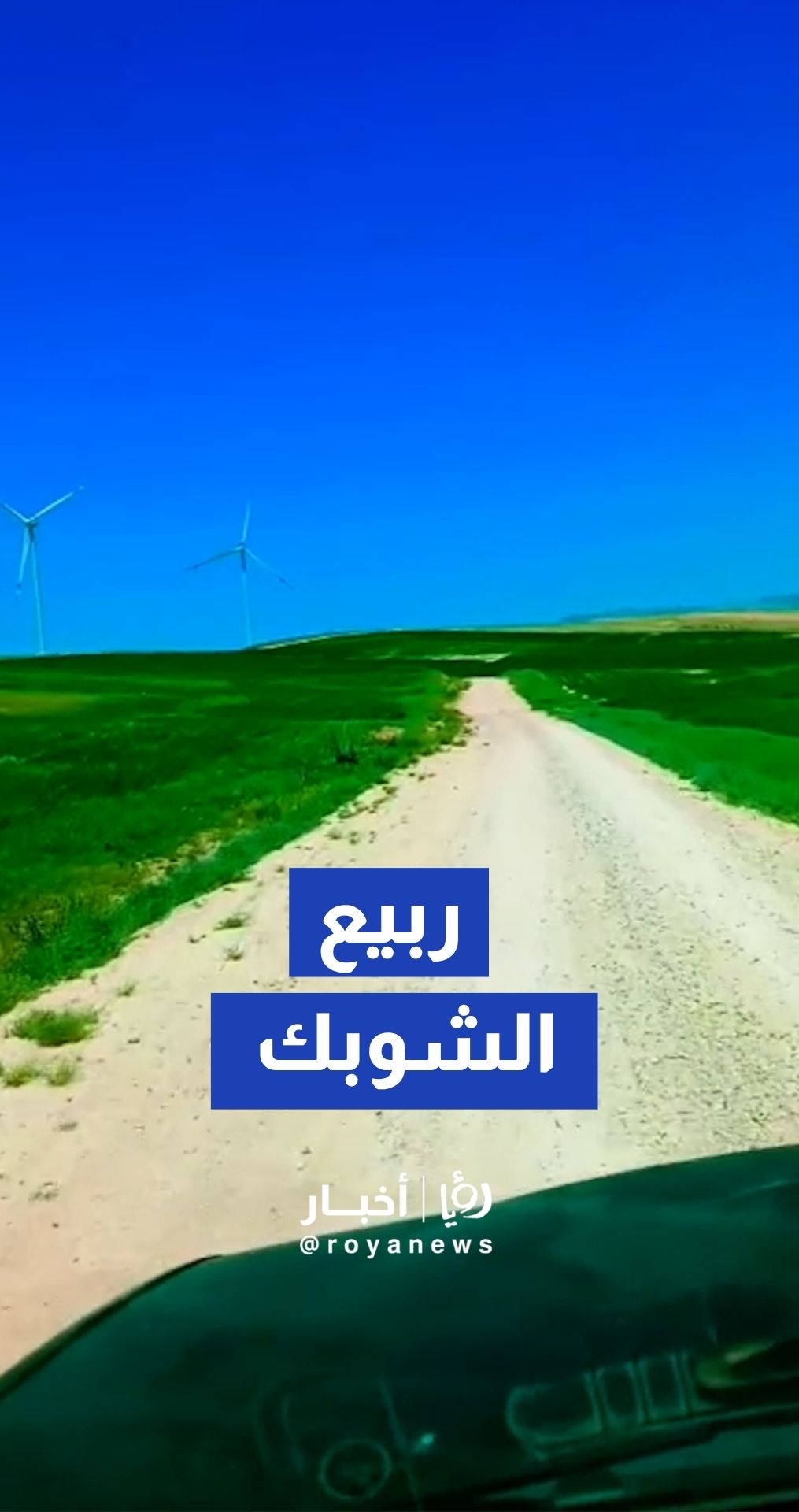 ربيع الشوبك يخطف الأنظار ويحول الجبال إلى جنان خضراء