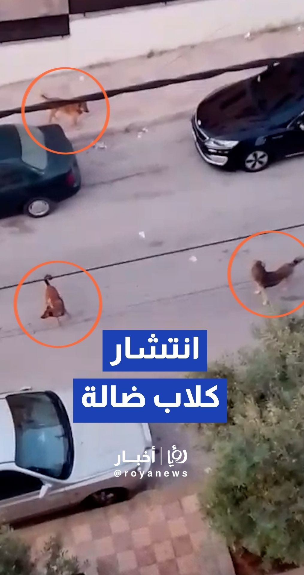 انتشار كلاب ضالة في شارع 16 في الزرقاء الجديدة