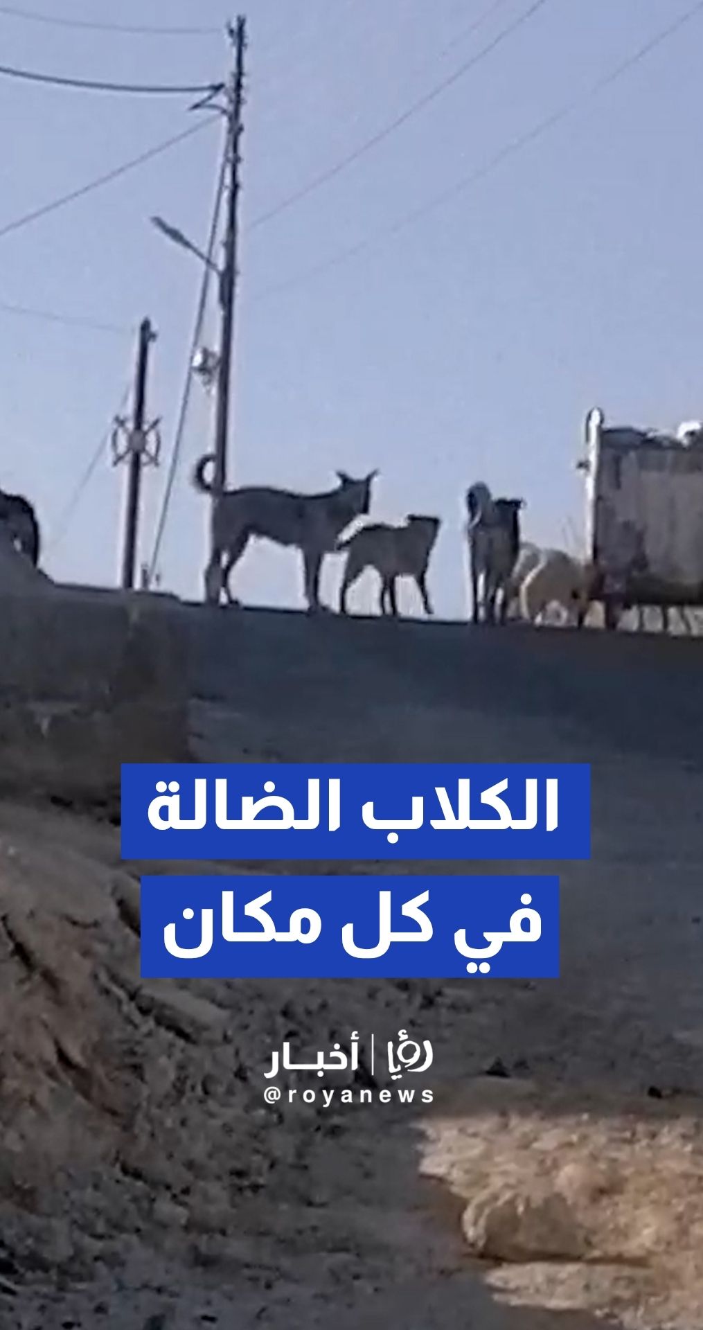 انتشار الكلاب الضالة في منطقة صلاحية العبد بحي النصر