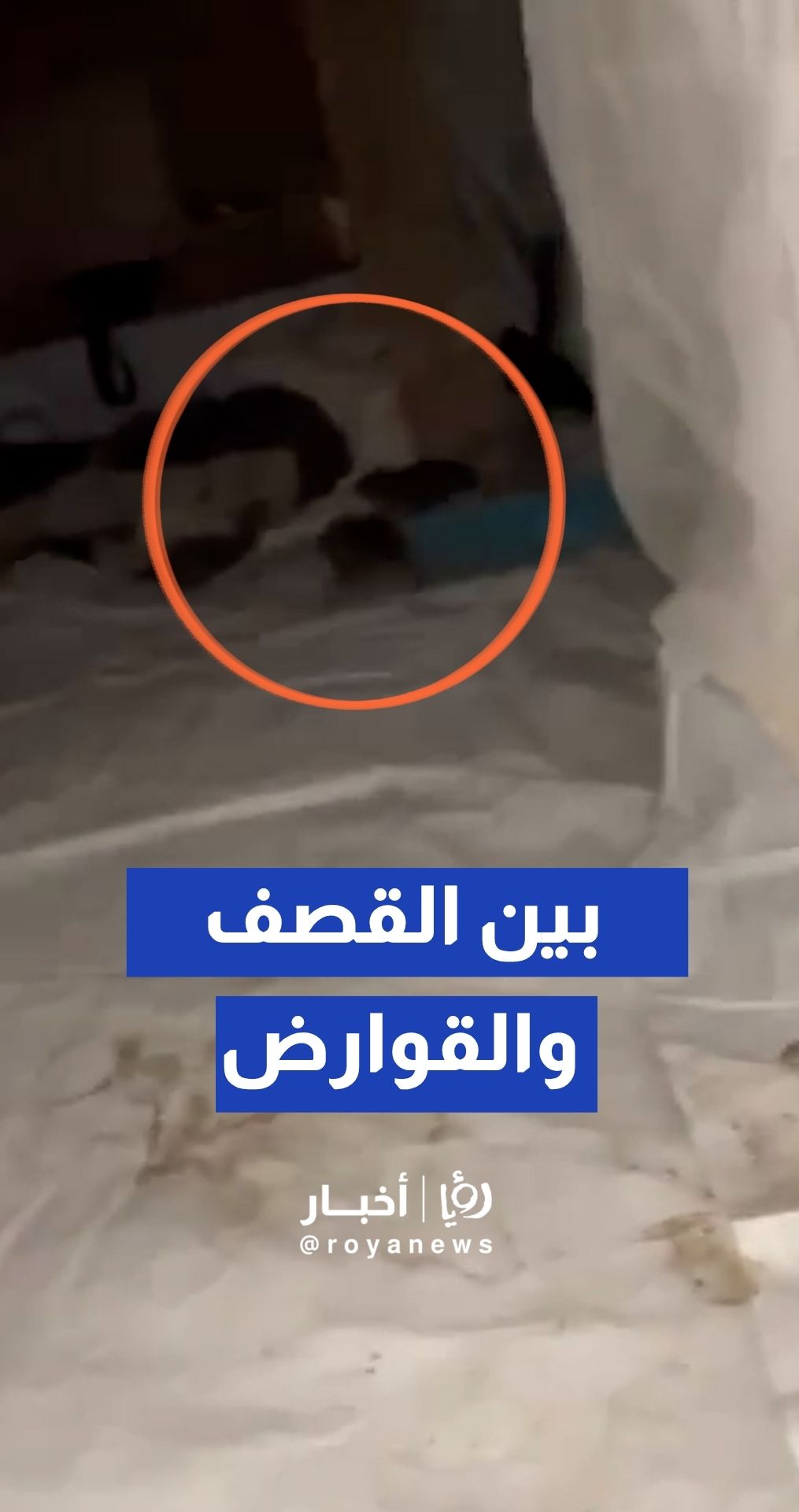 نازحون في قطاع غزة يوثقون انتشار القوارض و"العرس" داخل الخيام