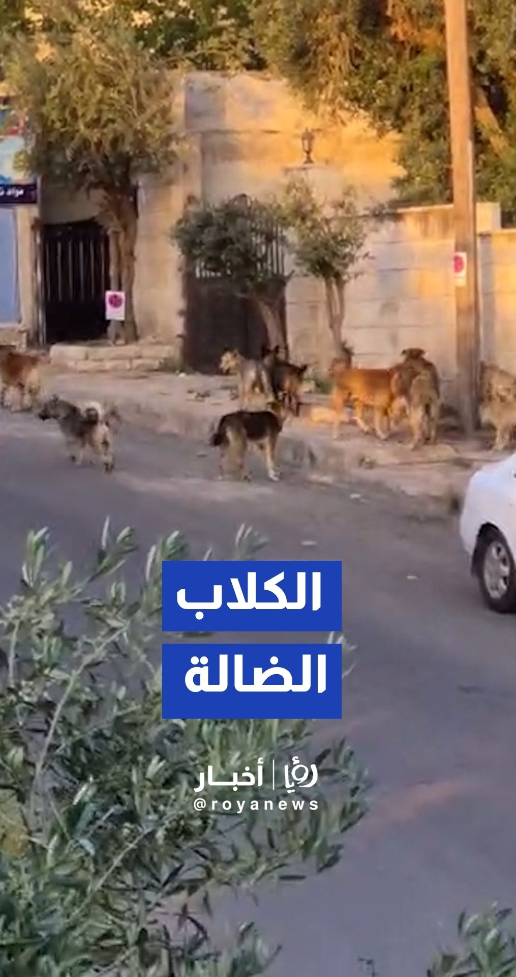 انتشار كثيف للكلاب الضالة في منطقة جبل الحديد بالعاصمة عمان