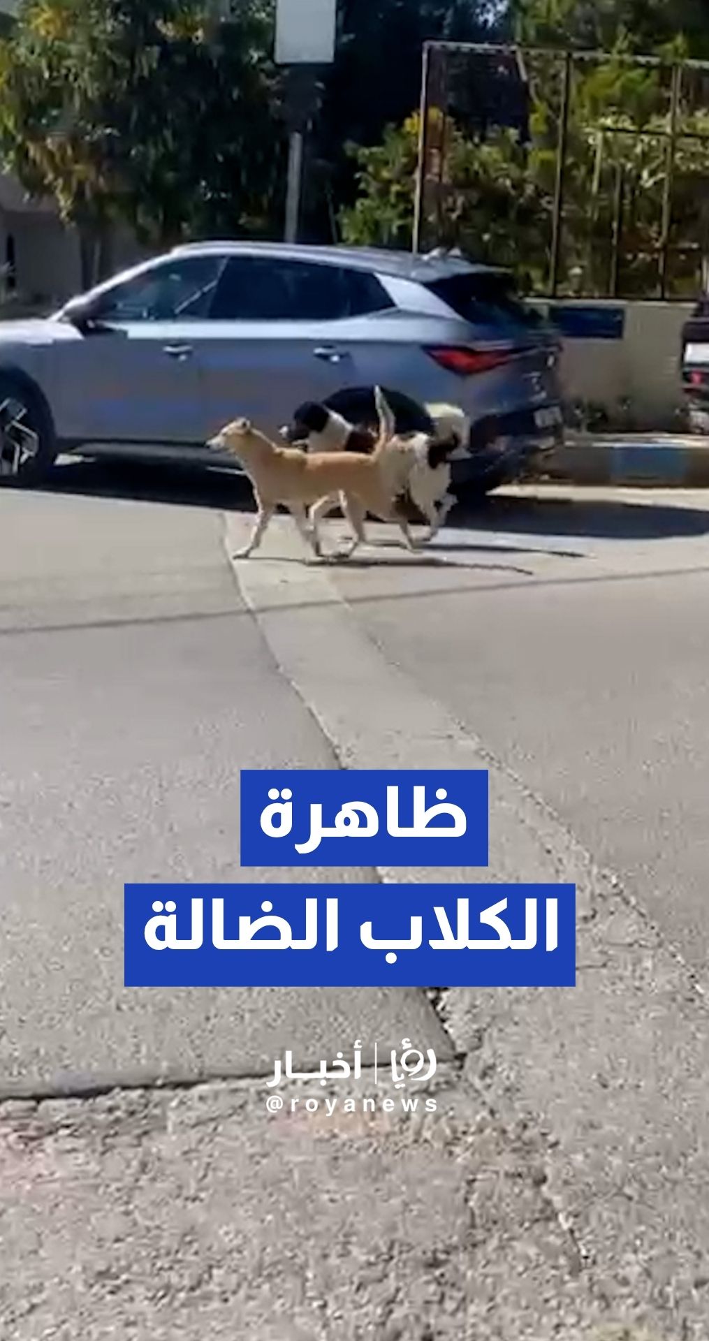 شكاوى من انتشار كثيف للكلاب الضالة في محيط منطقة السابع بعمان