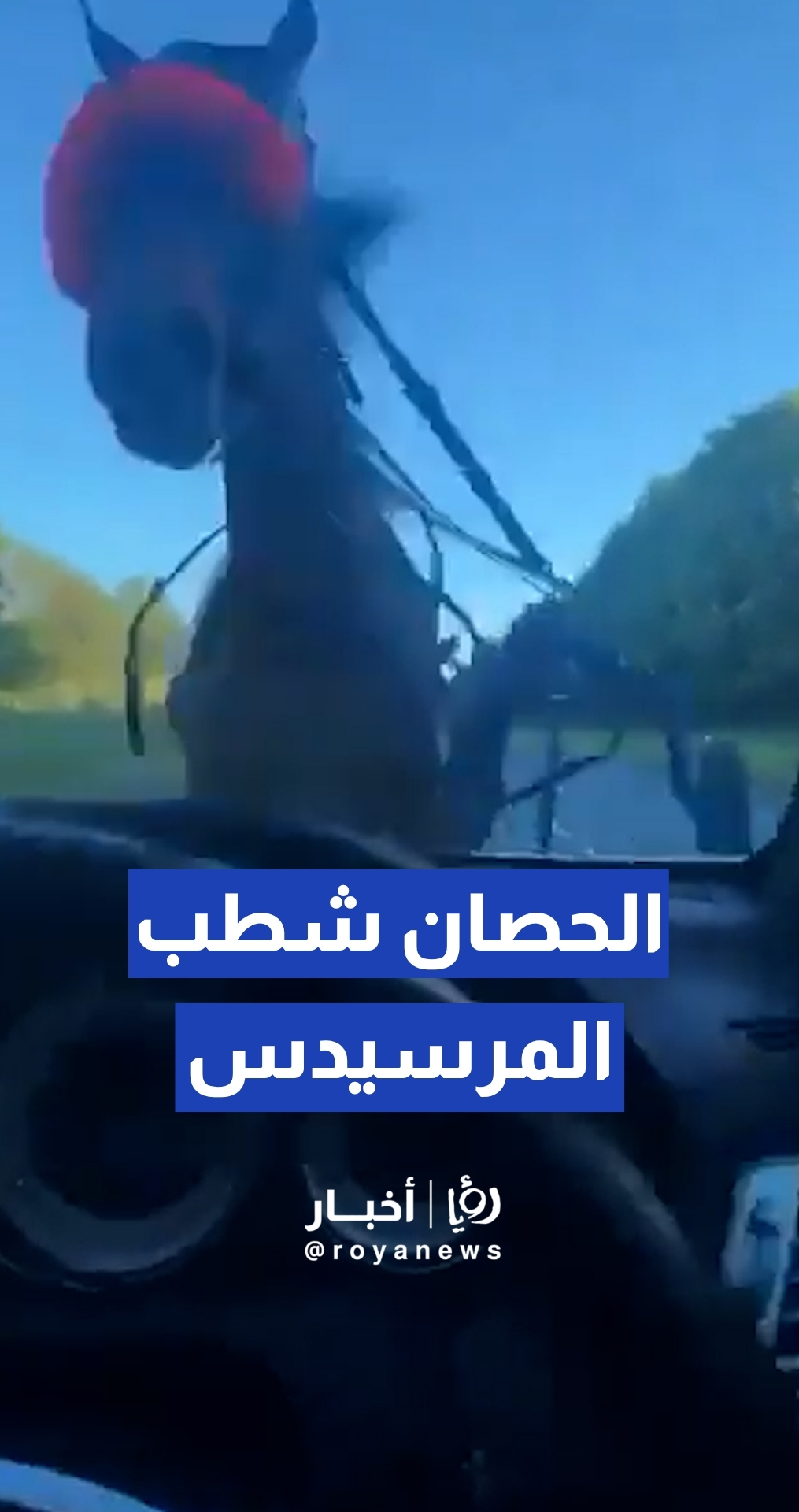 عربة خيول "بلا سائق" تصطدم بمركبة في طريق عام ببريطانيا
