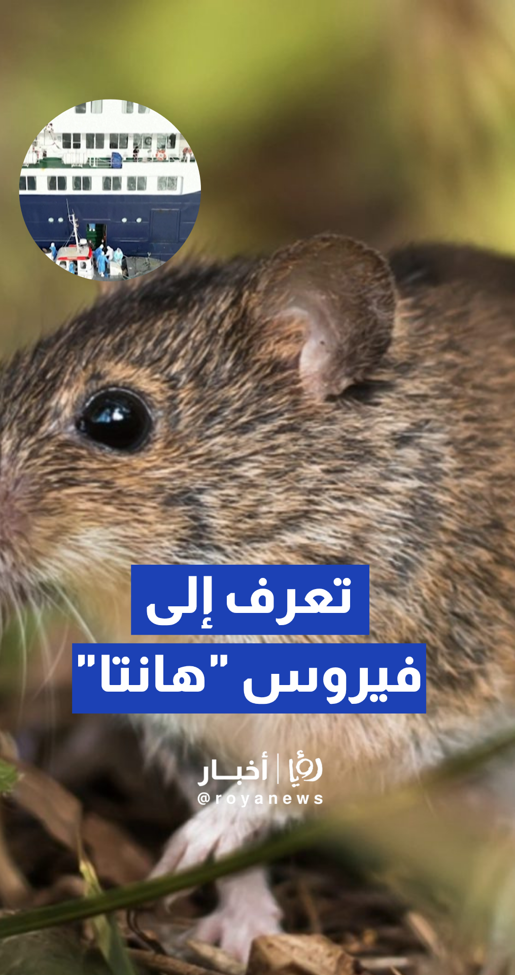 تعرف إلى فيروس "هانتا".. تفش مقلق على متن سفينة قبالة جزر الرأس الأخضر