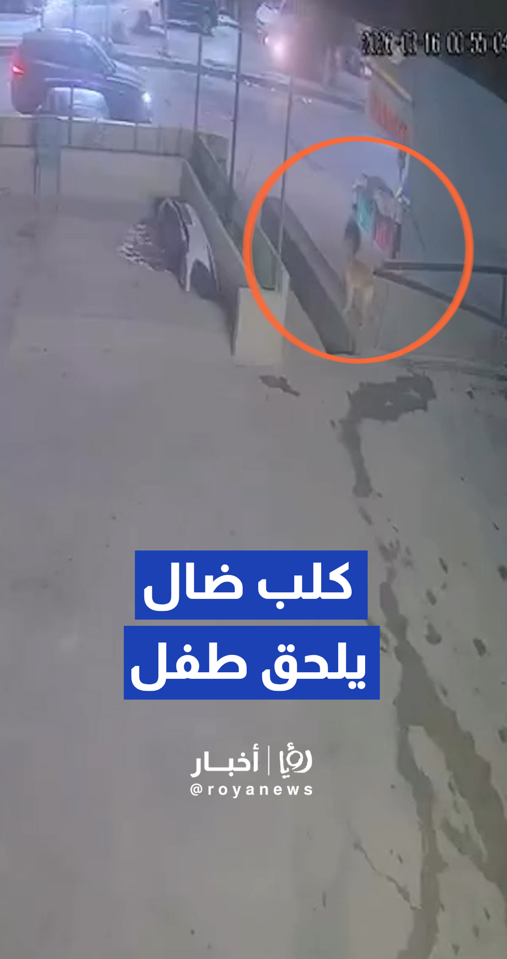 كاميرا مراقبة ترصد ملاحقة كلب ضال لطفل في منطقة بئر المحجر بالخليل