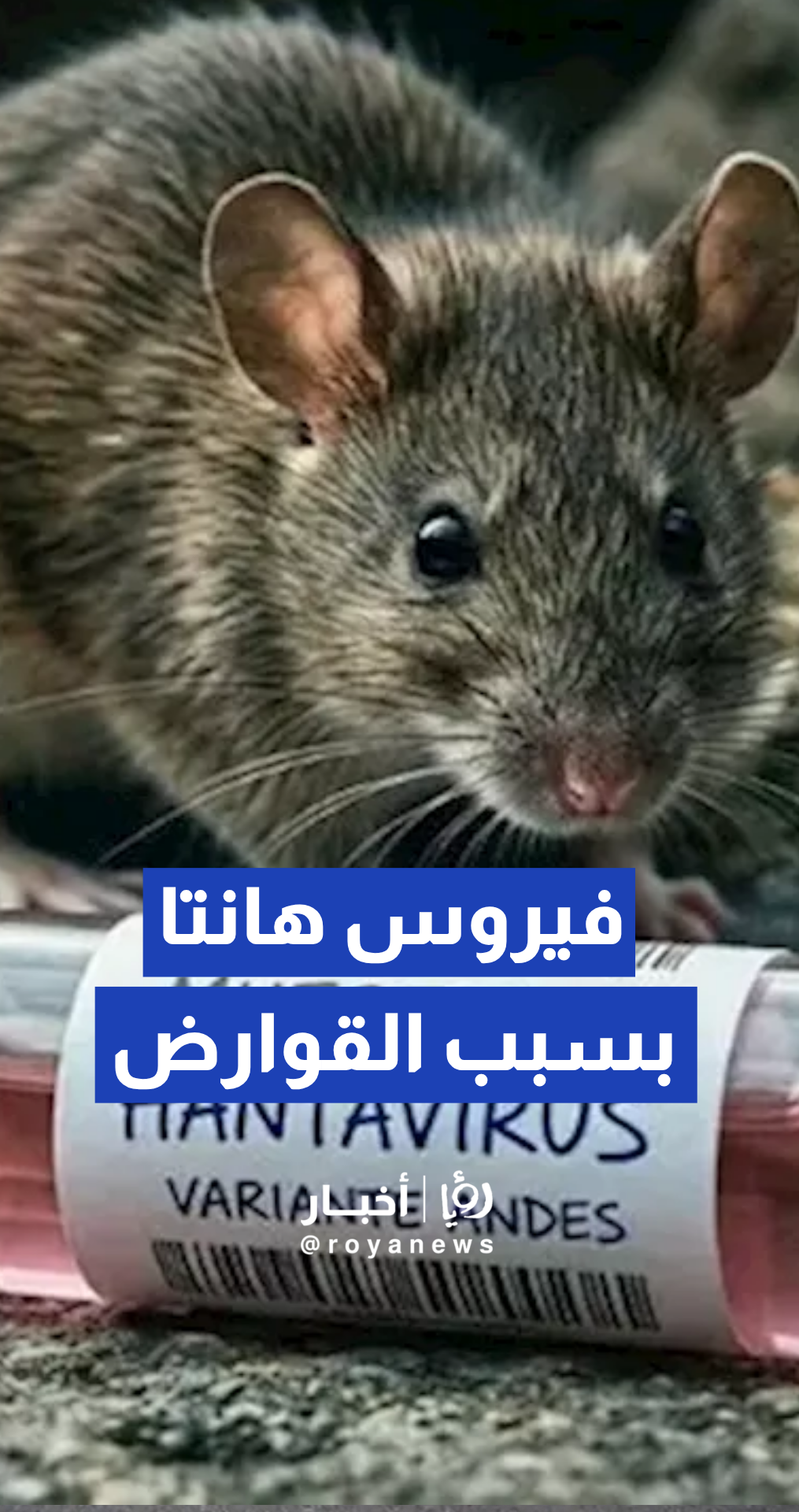 الدكتور محمد الطراونة: فيروسات هانتا تسبب متلازمات كلوية وتنفسية حادة