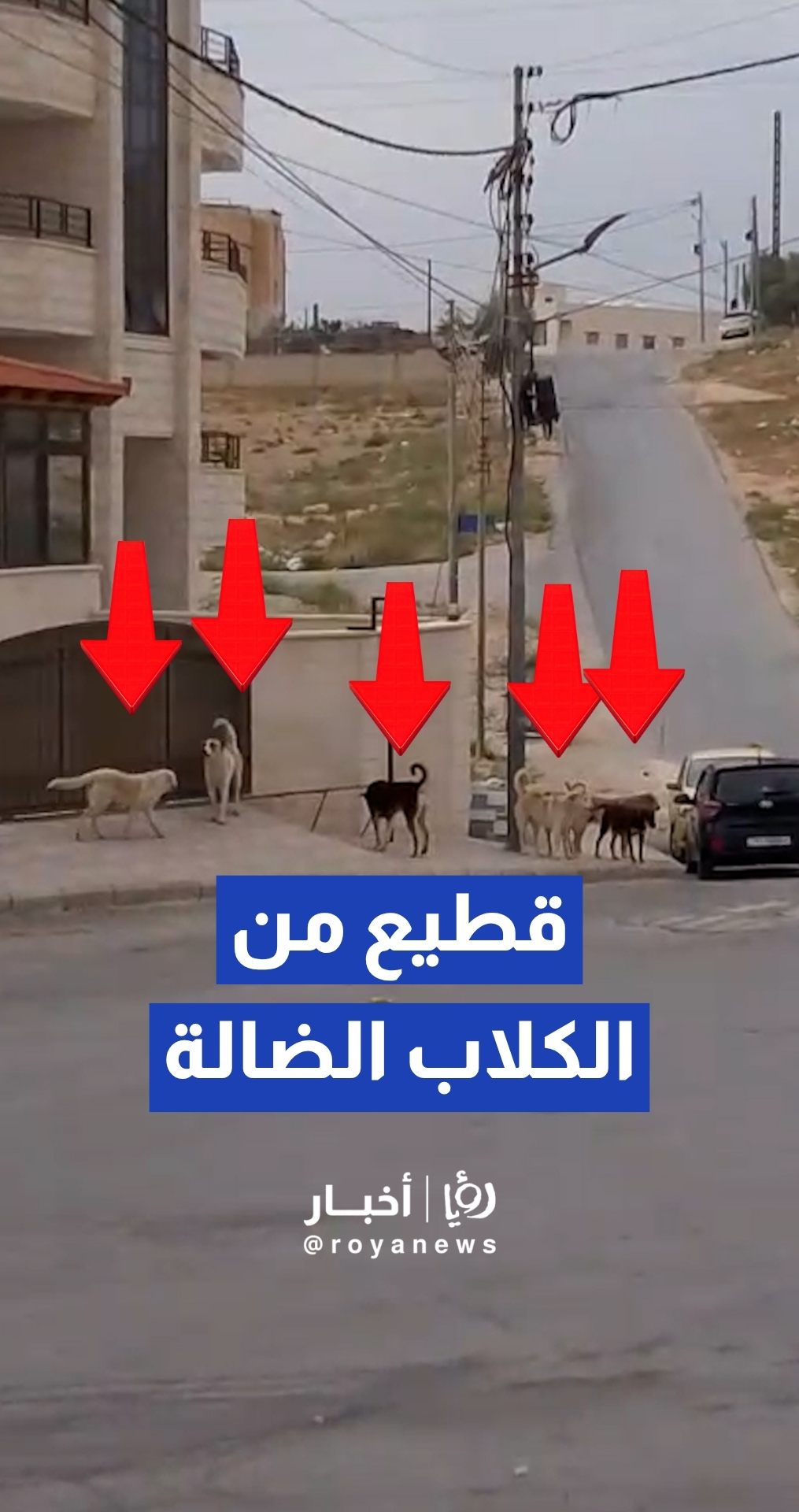 انتشار كثيف للكلاب الضالة وسط التجمعات السكنية في الزرقاء