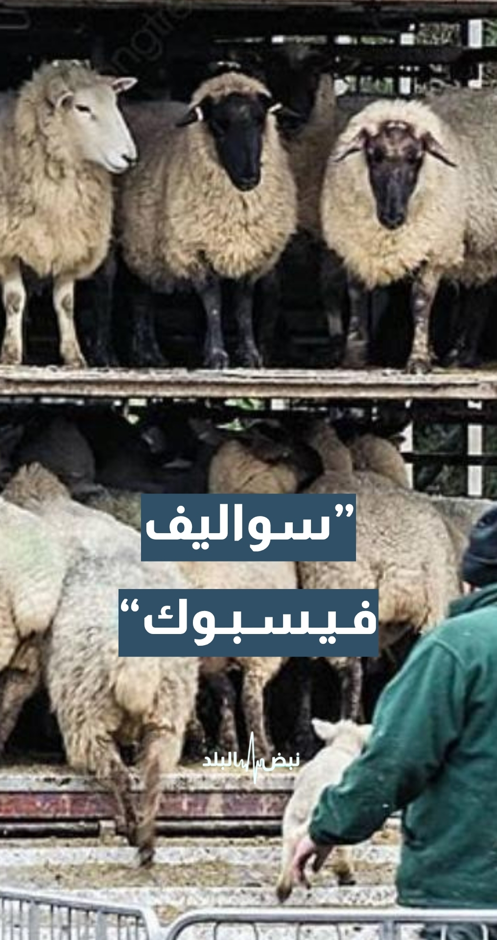 رئيس اتحاد مزارعي الطفيلة /مربي أغنام عرفات المرايات: الضجة الإعلامية التي حصلت على ملف الأغنام السورية… ”سوالف فيسبوك“