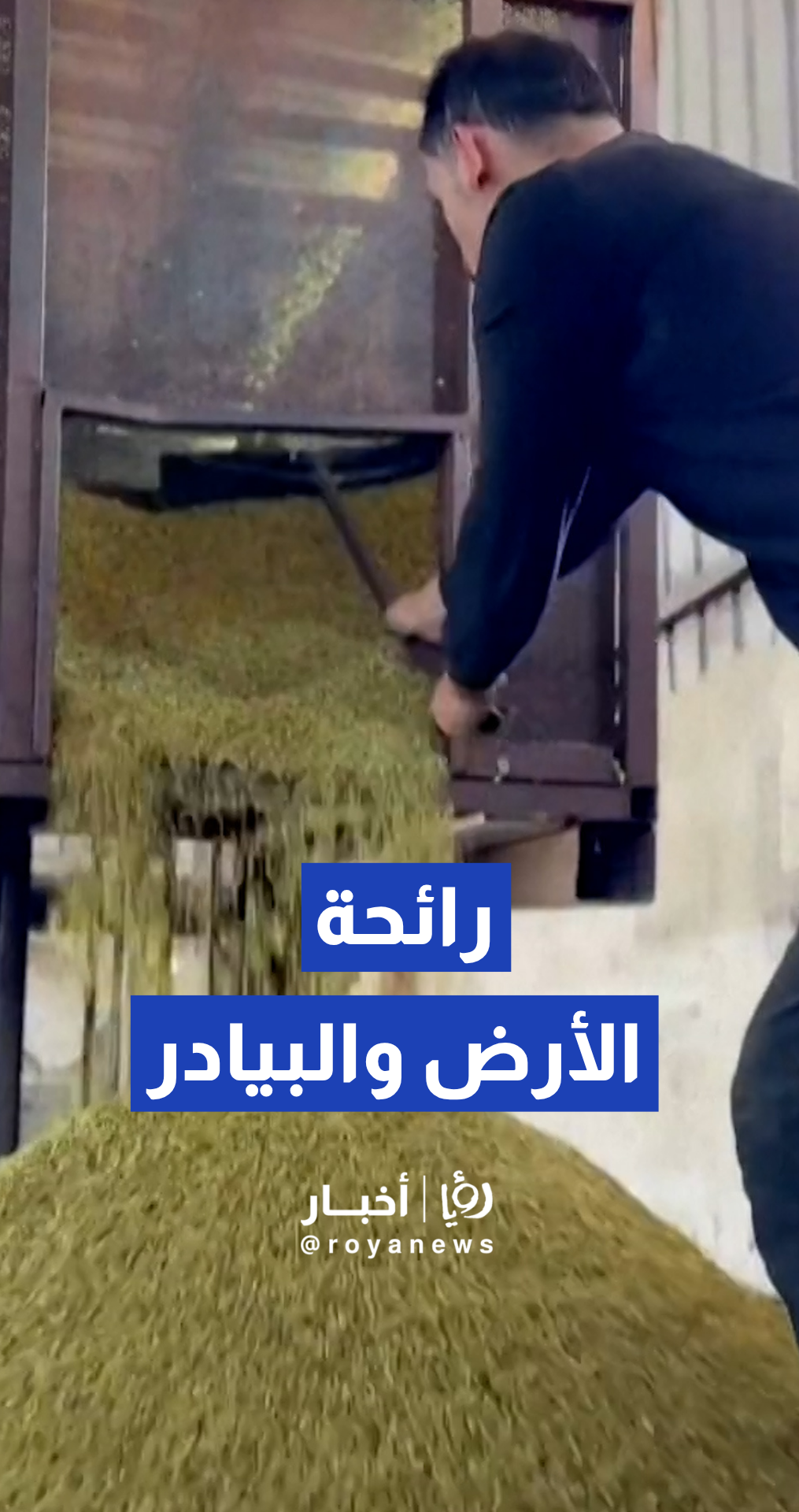 شاهد كيف يصنع مزارعو جنين الفريكة الفلسطينية وسط التحديات