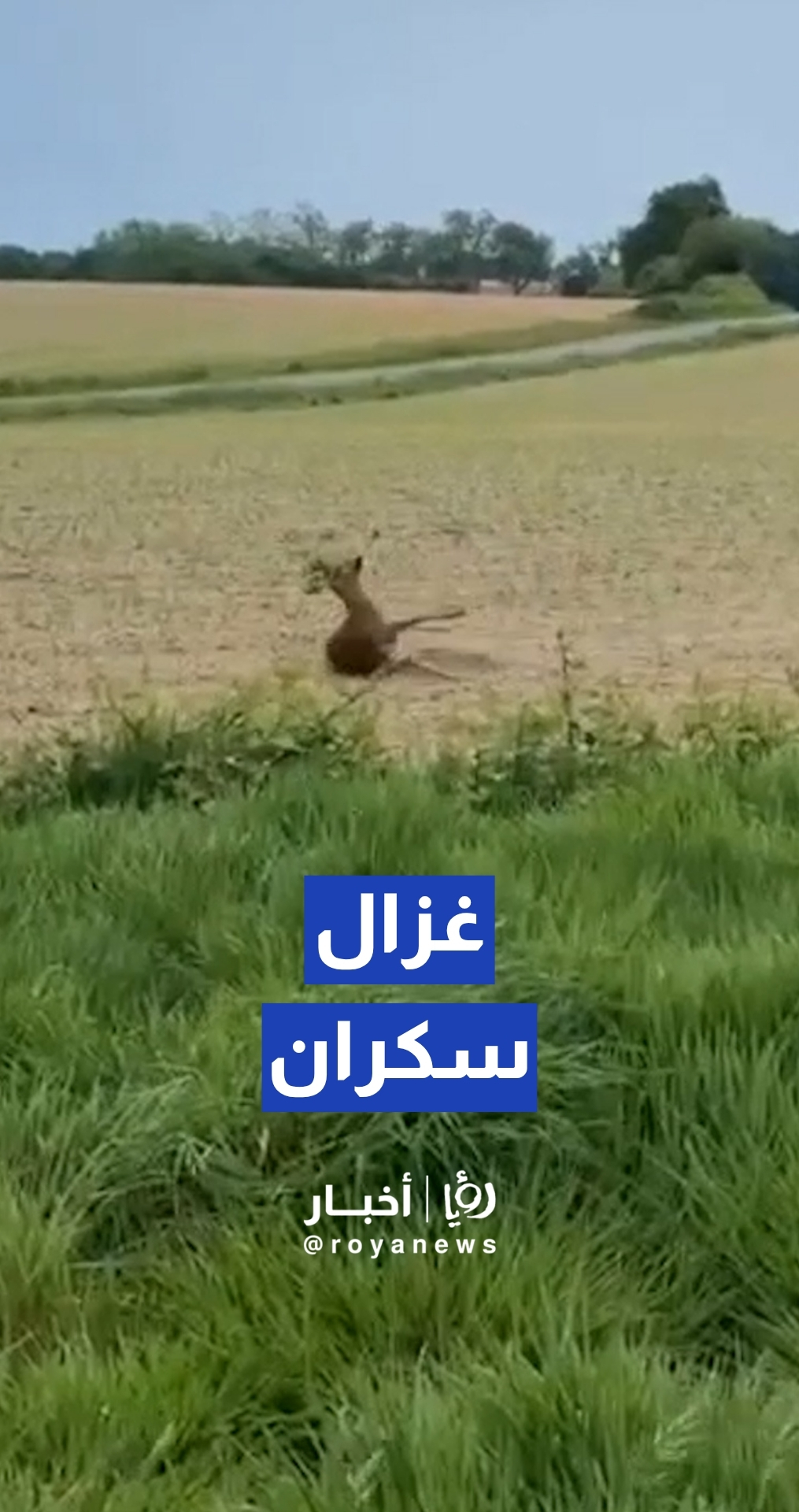 شرطة فرنسا تحذر السائقين من "غزلان مخمورة" في الغابات