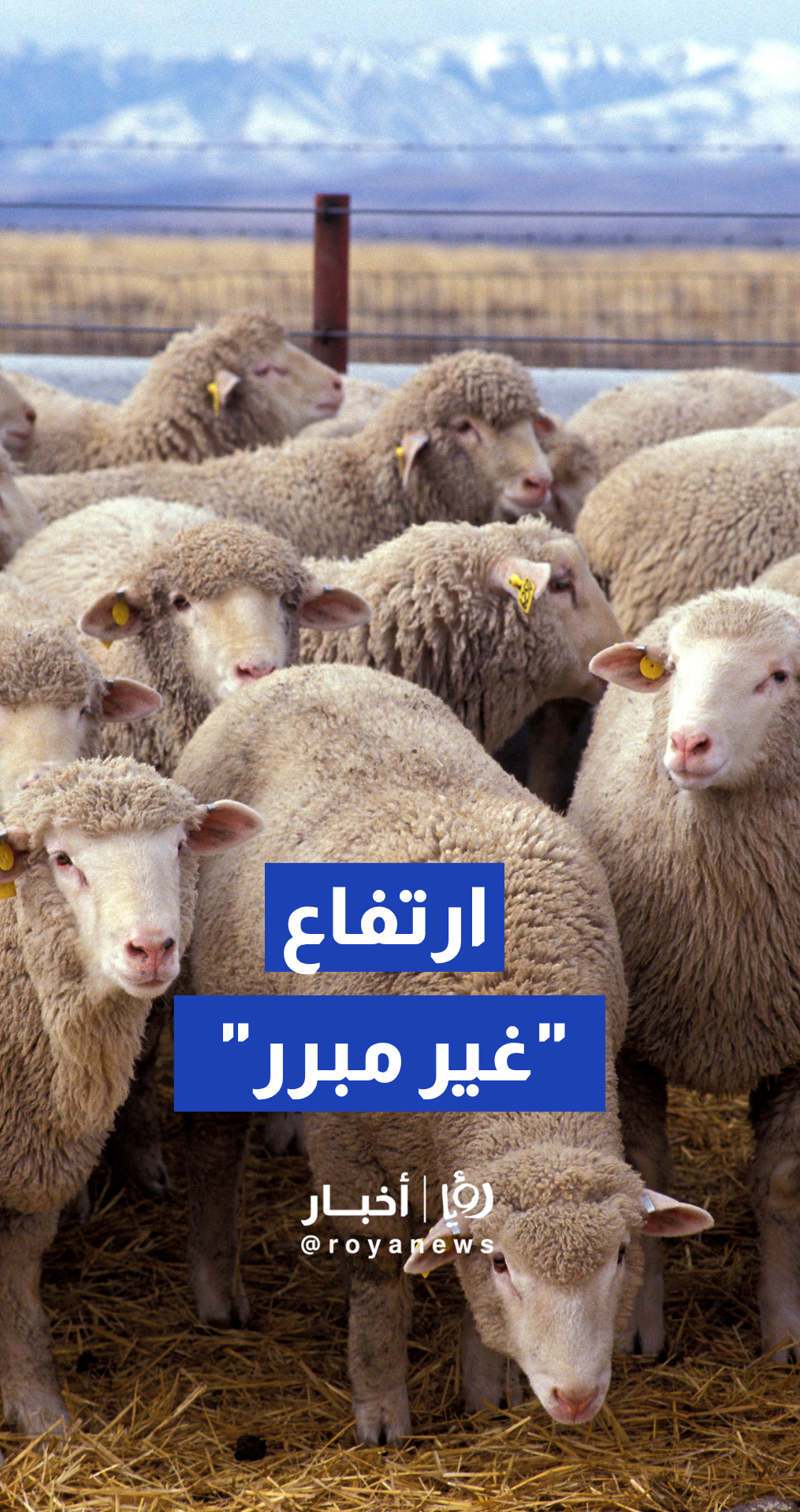 العوران: ارتفاع أسعار الأضاحي المستوردة "غير مبرر"