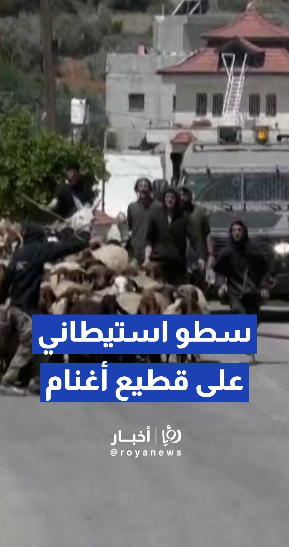 سطو تحت تهديد السلاح.. فيديو يوثق نهب المستوطنين لقطعان الأغنام في "جلجليا" شمال رام الله