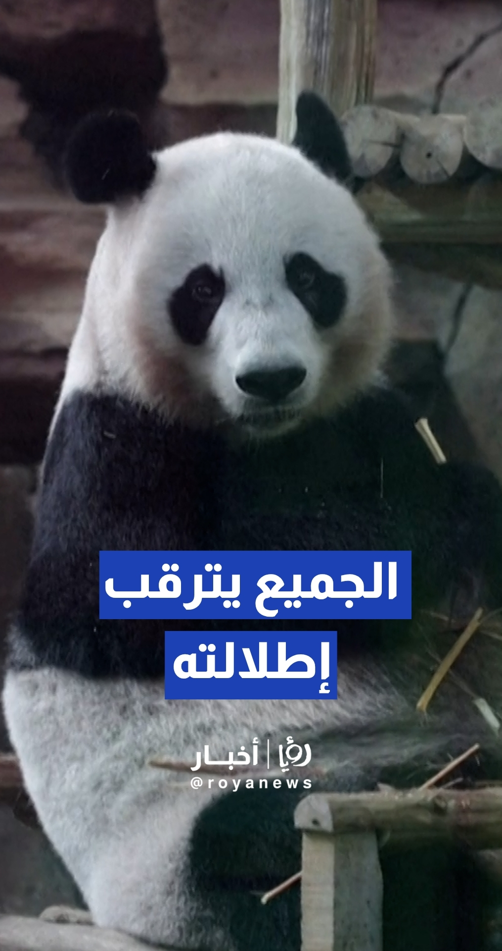 إندونيسيا تحتفل بأول ظهور للباندا العملاق المولود على أراضيها من أبوين معارين من الصين