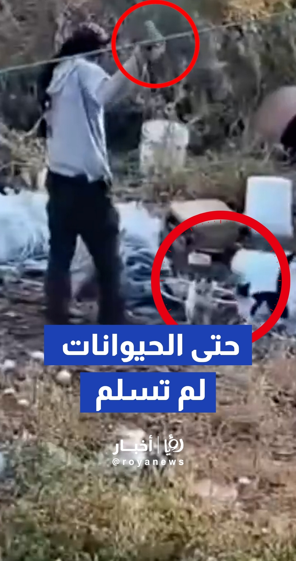 لقطات صادمة توثق اعتداء مستوطن على قطط بالضفة الغربية