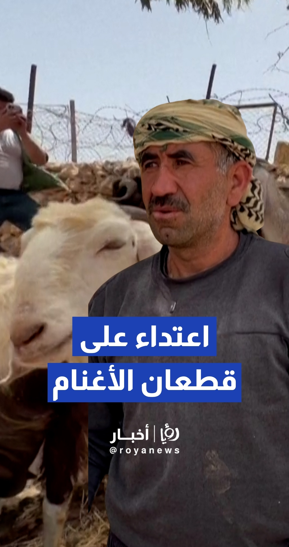 مستوطن يقوم بالاعتداء على قطعان أغنام في نابلس