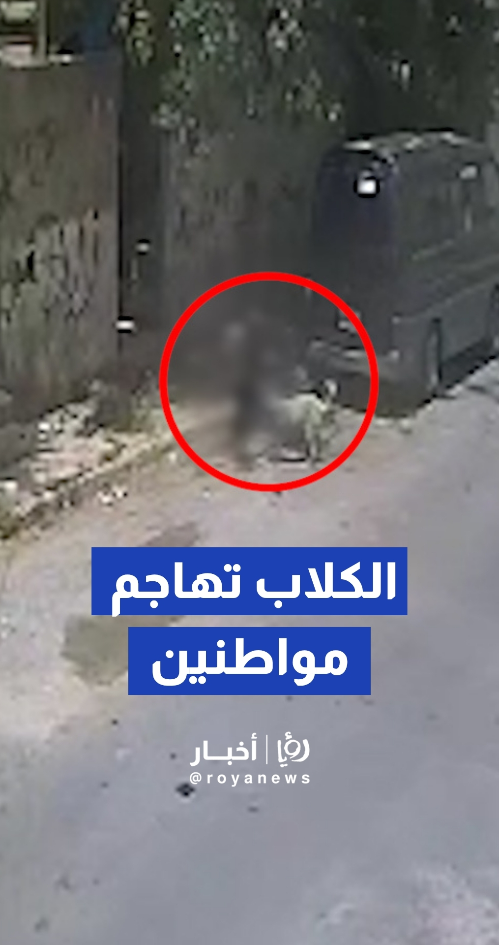 الكلاب الضالة تهاجم عدد من المواطنين في منطقة الهاشمي الجنوبي