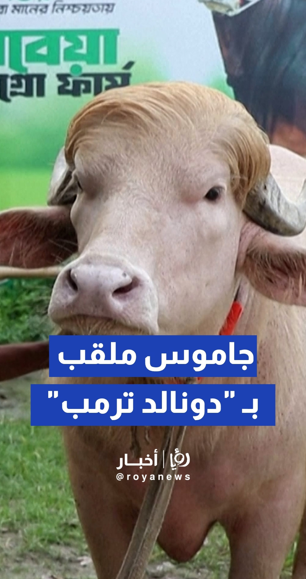 بسبب شعره الأشقر.. جاموس بنغلاديشي يلقب بـ"دونالد ترمب" يتحول إلى نجم