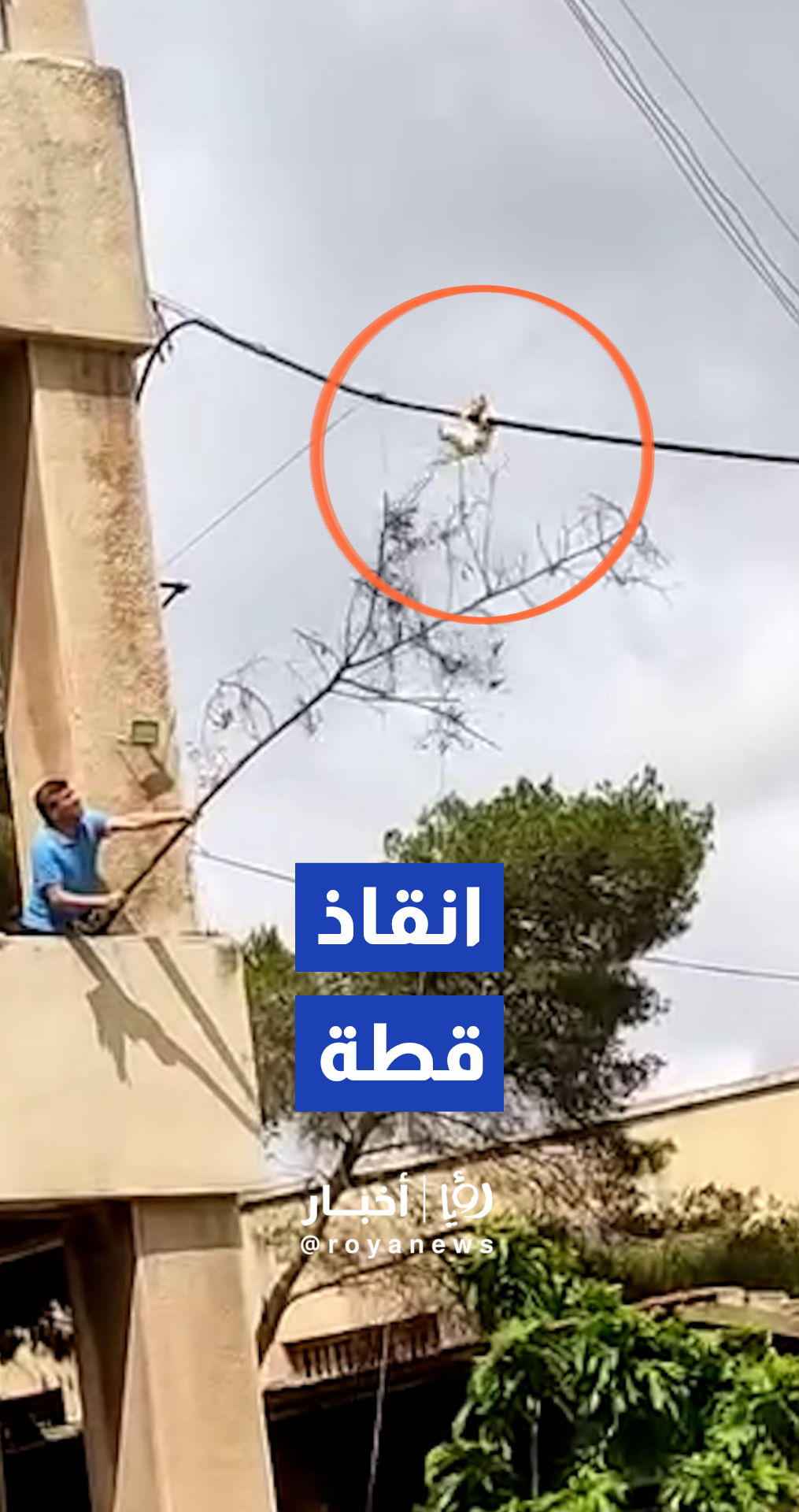 طلاب من جامعة حلب ينجحون في إنقاذ قطة علقت على أحد الأكبال الكهربائية