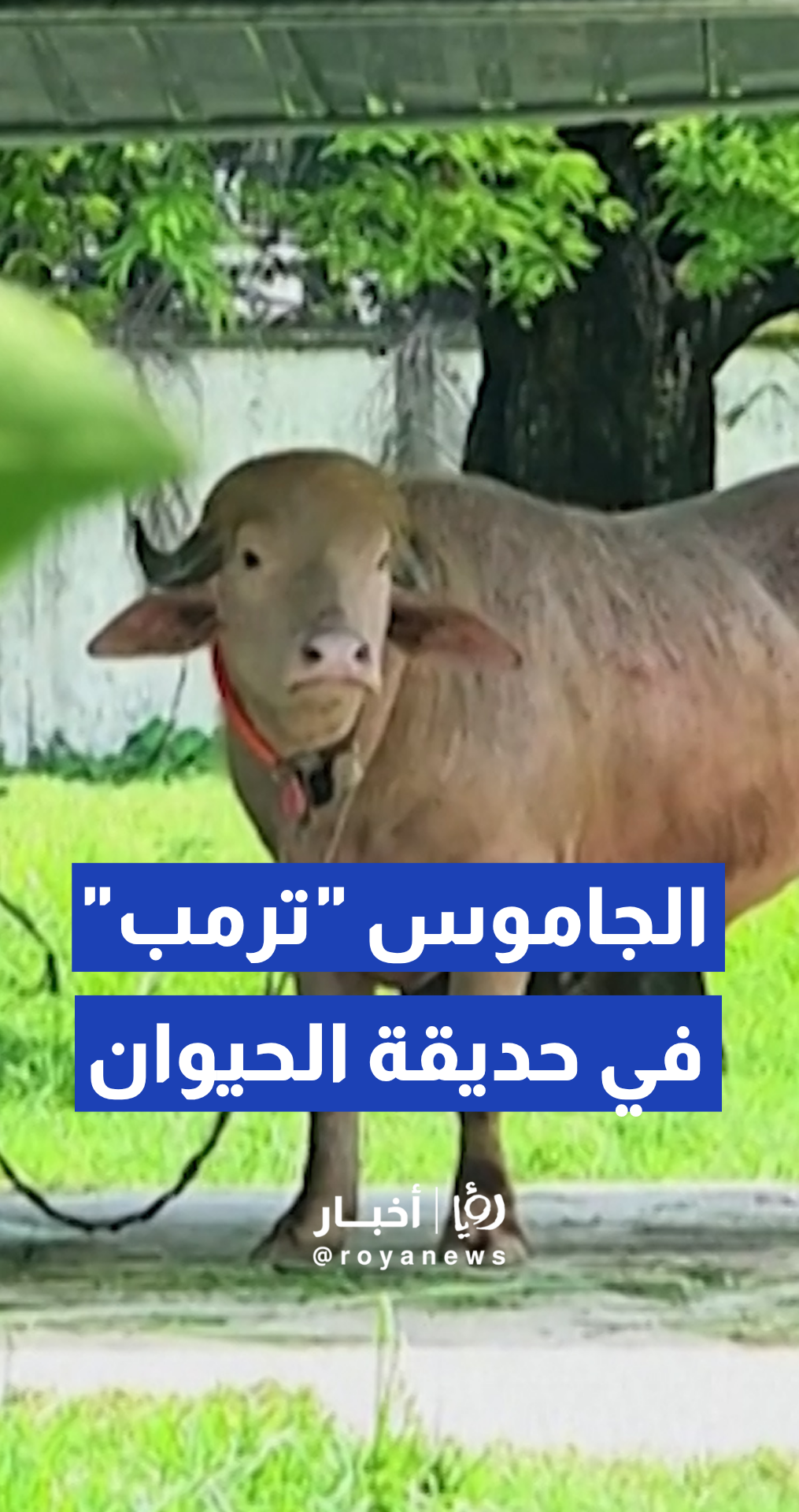 حديقة الحيوان الوطنية في بنغلاديش تستقبل الجاموس "ترمب" بعد إلغاء قرار التضحية به