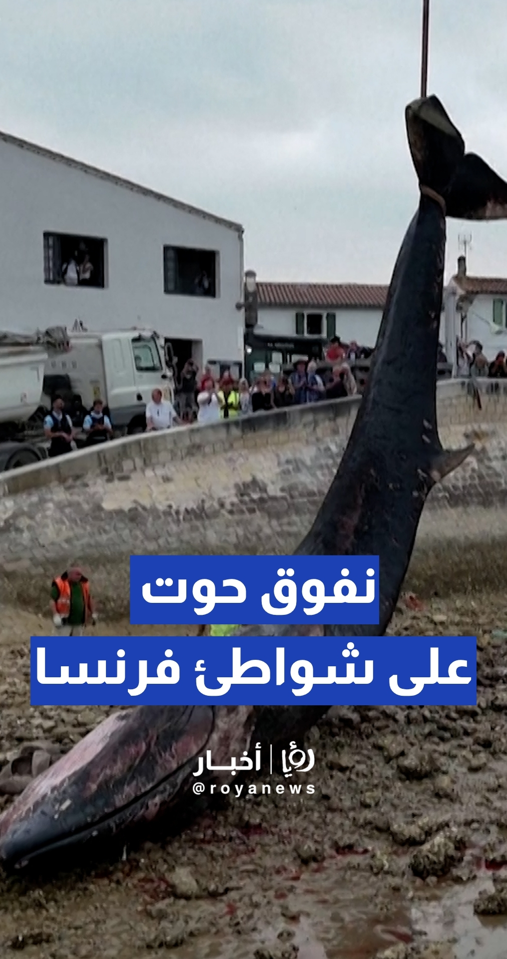 المحيط الأطلسي يودع أحد عمالقته.. مشاهد مؤثرة لجنوح ونفوق حوت على رمال شواطئ فرنسا