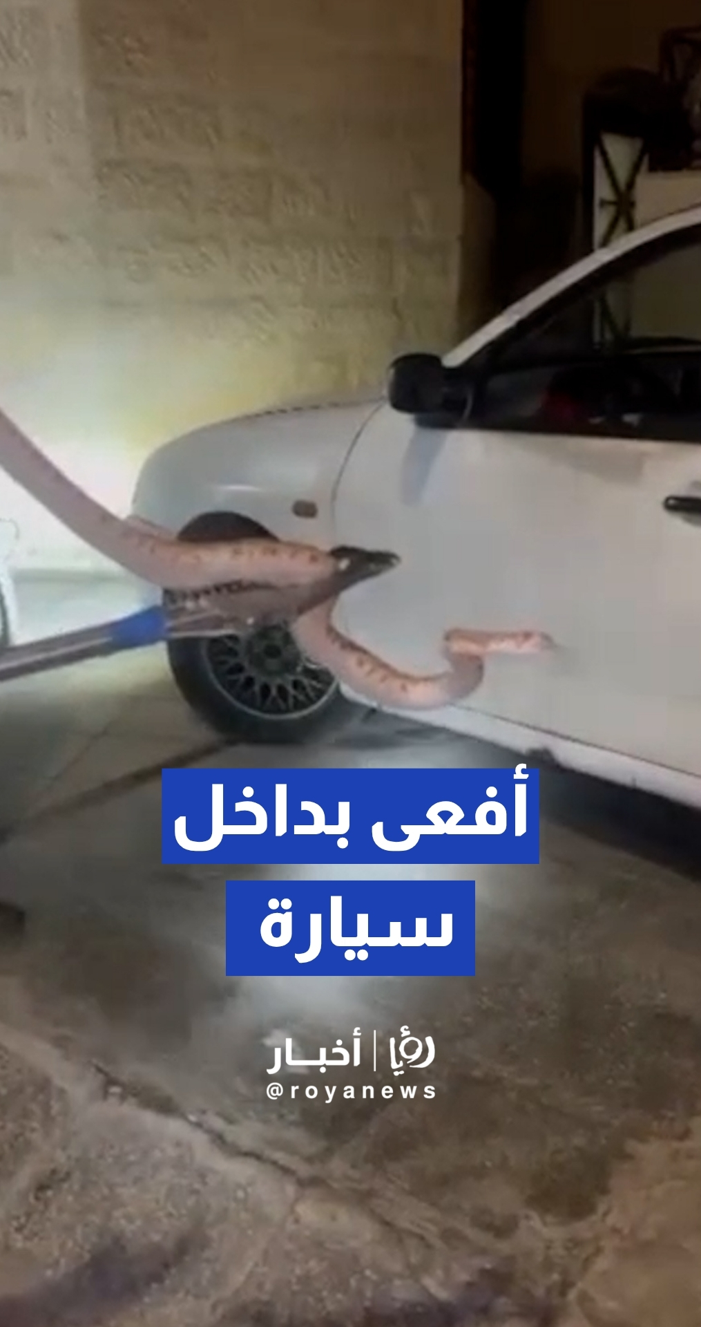 خبير زواحف يتعامل مع أفعى تسللت إلى داخل مركبة بمنطقة أم أذينة