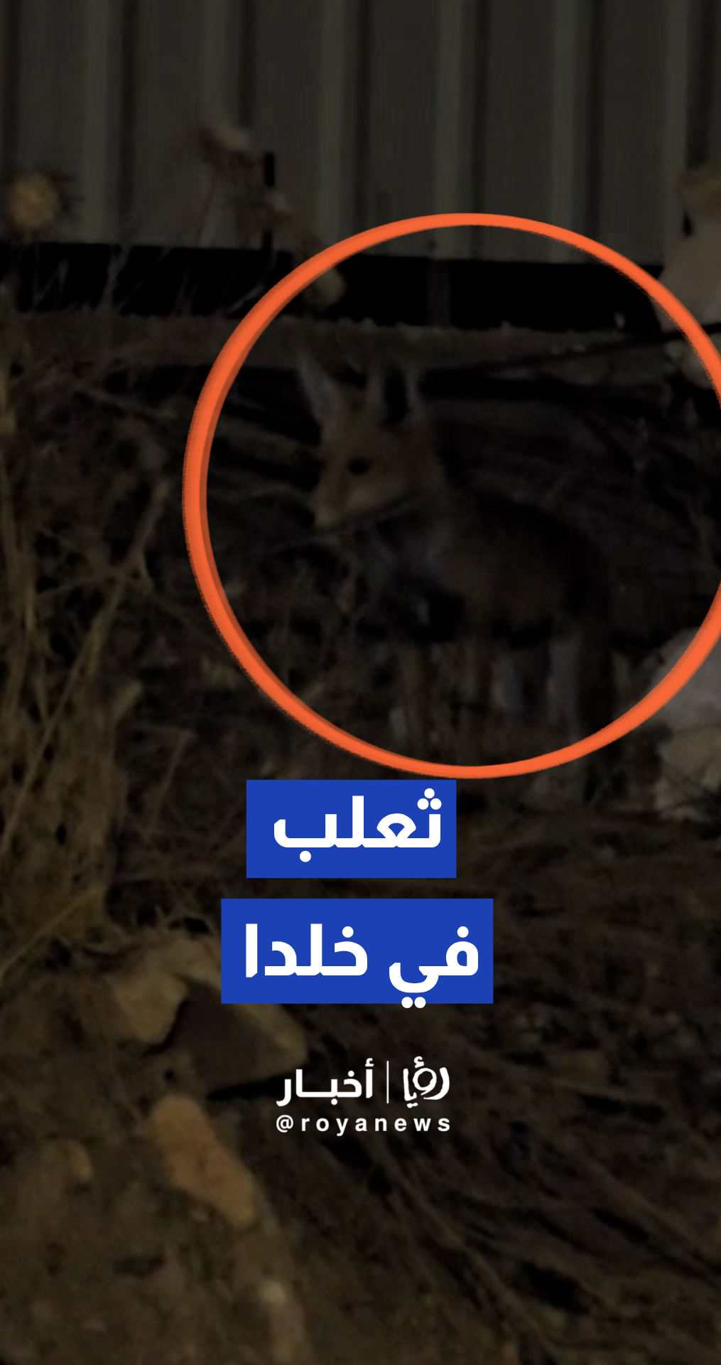 ثعالب برية تغزو بيتا تحت الإنشاء في خلدا